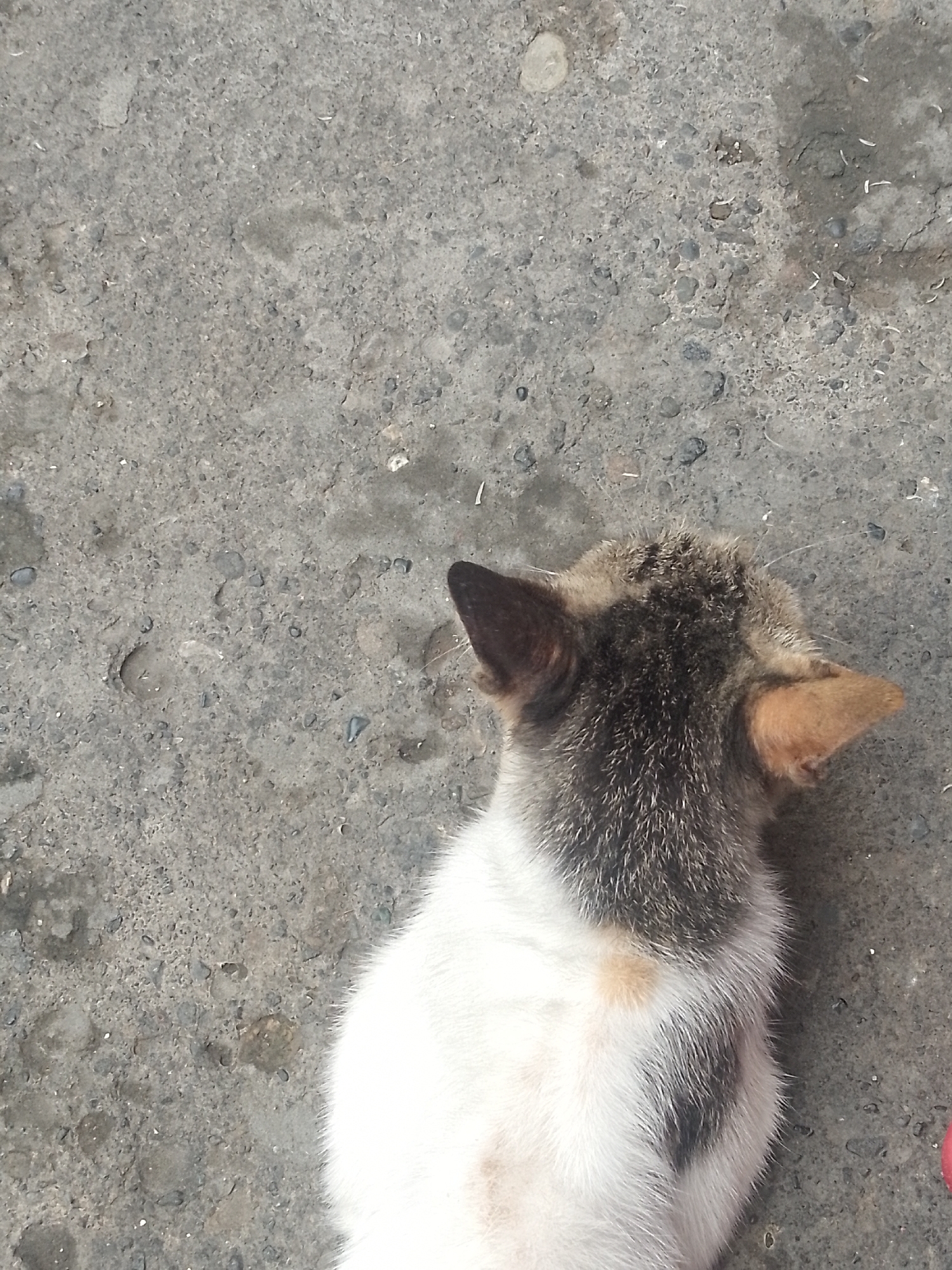 A high-angle, medium shot shows a cat’s head and upper torso on a concrete surface. The cat has white fur with patches of black and brown. Its head and ears are a mix of black and gray. The background is a weathered, gray concrete surface with small pebbles and imperfections. The location is Davao City, Philippines, as it is the location where the image was taken.