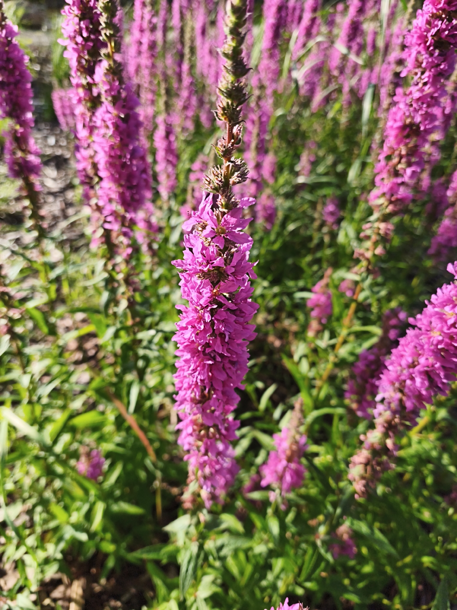 A close-up, eye-level shot captures a field of vibrant purple flowers, likely Lythrum salicaria (Purple Loosestrife), in various stages of bloom. The flowers are arranged in tall, slender spikes, with individual florets densely packed. The foreground is dominated by a sharp focus on one such spike, showcasing its intricate details, while the background fades into a soft blur of more flowers and green foliage, suggesting a sunny day. The image lacks any specific identifiable landmarks that would pinpoint its location within Tallinn, Estonia, beyond it being an outdoor setting with abundant vegetation. There are no people, animals, or man-made objects visible in the scene. The lighting indicates natural sunlight, creating a bright and slightly warm ambiance.
