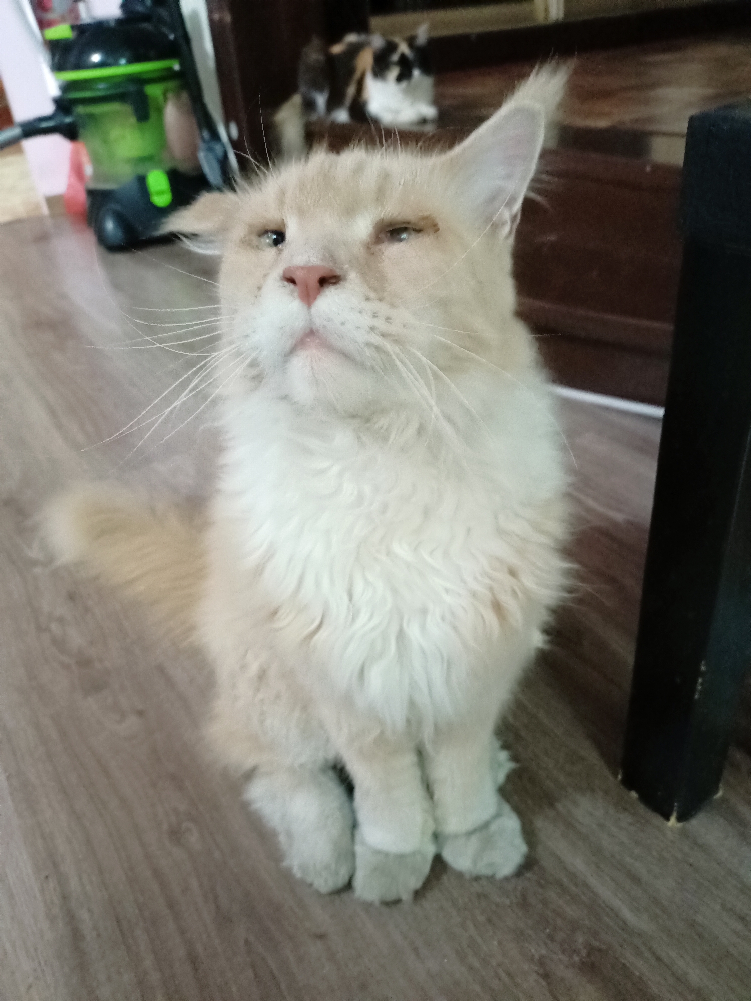 A cream-colored cat sits upright on a wooden floor. The cat's fur is long and fluffy, with a lighter ruff around its neck. Its eyes are partially closed, giving it a sleepy or slightly annoyed expression. The cat's front paws are wearing light gray booties. In the background, a black and green vacuum cleaner is partially visible on the left, and a portion of a dark wooden cabinet or staircase is on the right, along with a dark leg of a piece of furniture. Another cat, with calico coloring, is visible in the background. The scene appears to be indoors, possibly in a residential setting. No specific location in Almaty, Kazakhstan, can be identified from the visual information provided.