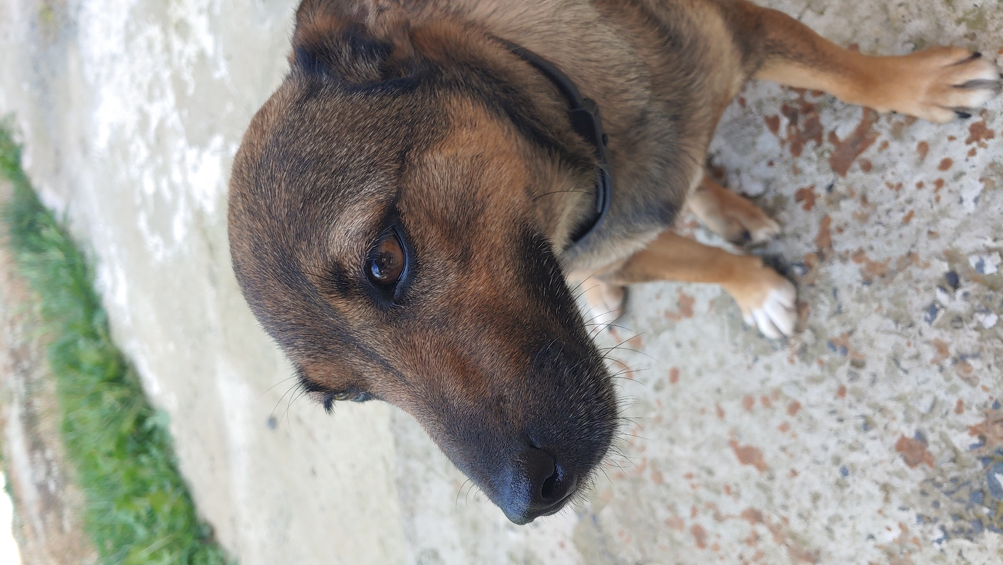 A close-up, eye-level, outdoor shot focuses on a medium-sized dog with brown and tan fur. The dog is looking to the left, with its head and upper body filling most of the frame. Its fur appears short and slightly bristly, with darker markings on its face and a lighter tan coloration on its chest and legs. A dark collar is visible around its neck. The dog's eyes are a warm brown, and its nose is black and wet. Its ears are partially visible, appearing to be medium-sized and somewhat pointed. In the background, a light-colored concrete surface is visible, with some patches of darker discoloration. Beyond the concrete, a blurred strip of green grass and foliage stretches across the top of the image. The lighting suggests it is daytime, with soft, natural light. The image is static, with no apparent movement from the dog or its surroundings. The location is identified as being in Mukachevo, Ukraine.