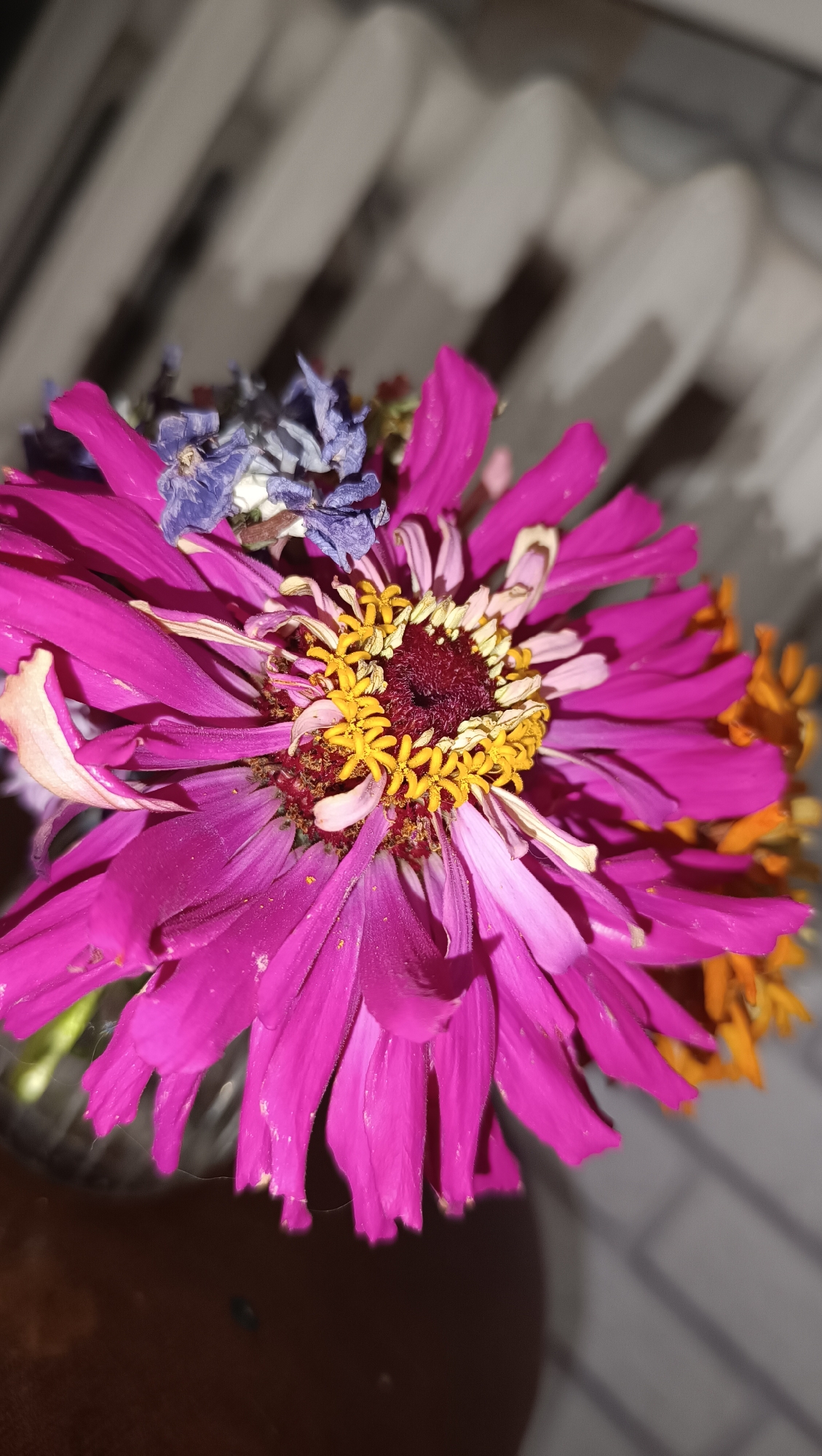 A close-up, slightly angled shot showcases a vibrant magenta zinnia flower with many ruffled petals and a prominent, dark red and yellow center. Behind the zinnia, a cluster of dried, small blue flowers is visible. To the right, a blurred orange flower peeks into the frame. The background is out of focus, revealing a light-colored, ribbed surface, possibly a radiator or blinds, and a textured gray wall. The lighting appears to be artificial, casting shadows and highlighting the delicate textures of the petals and dried flowers. The overall impression is one of natural beauty captured in a domestic indoor setting. There is no indication of any specific location in the city of Chaikovsky, Russia.