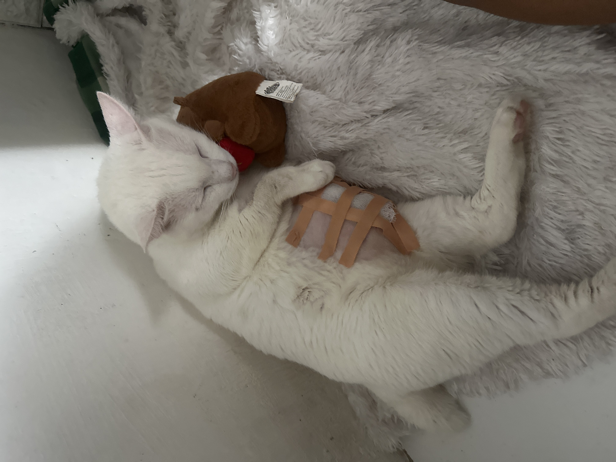 A white cat lies on a fluffy white blanket with a brown stuffed animal resting next to it. The cat has bandages on its abdomen. The environment appears to be indoors, possibly a veterinary clinic or home. There is no information available in the image to suggest it is located in North Jakarta, Indonesia.