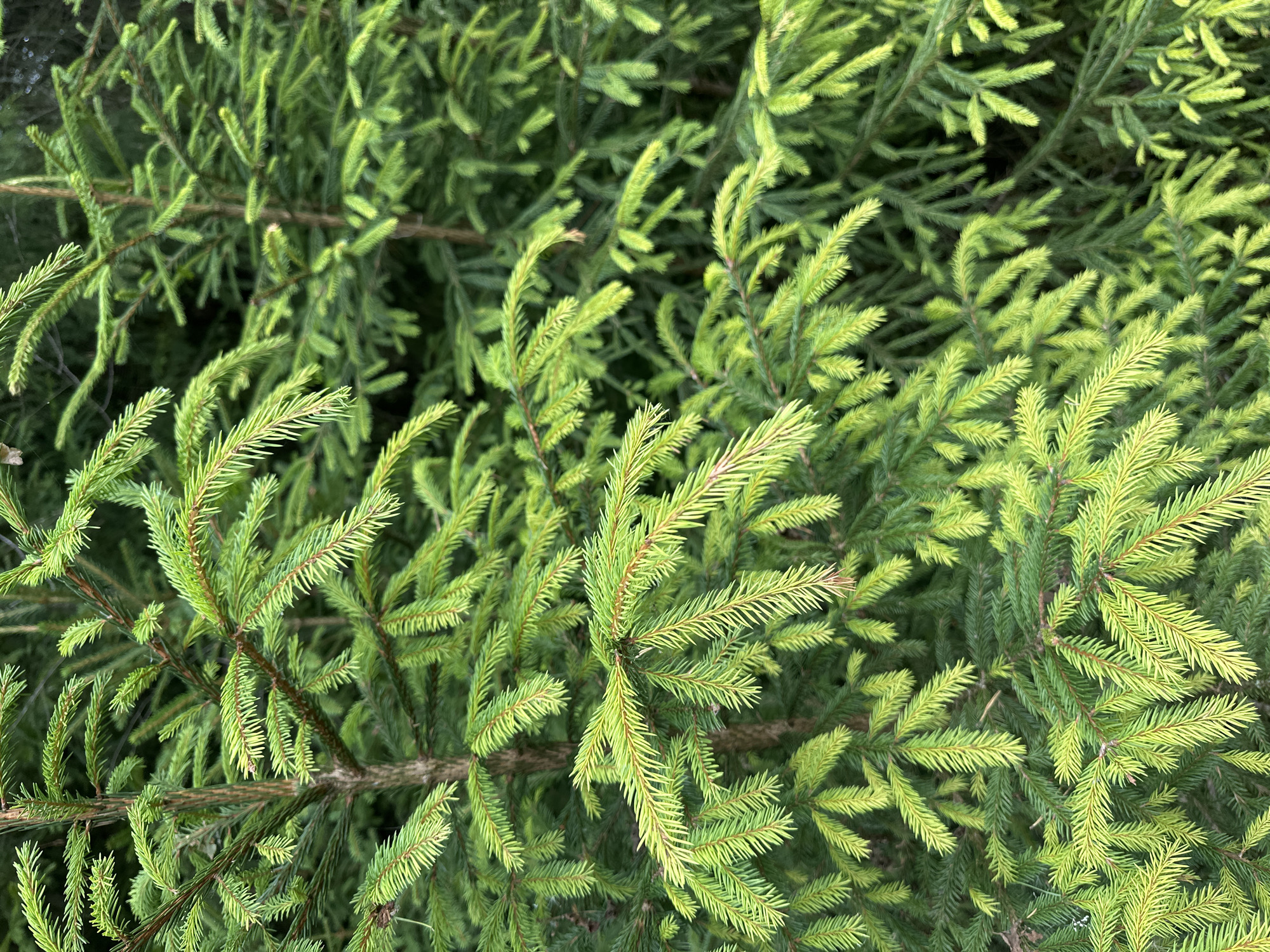 A full frame, close-up, outdoor, vertical shot displays a dense evergreen forest with a focus on the branches and needles of several young fir trees. The needles are a vibrant green, with some displaying a lighter, yellowish-green hue, indicative of new growth or sunlight exposure. The branches are thin and extend outwards from central stems. The background consists of more out-of-focus fir branches, creating a deep green, textured backdrop. The lighting suggests an overcast day or dappled sunlight, as there are no harsh shadows. There are no people or man-made objects visible in the image, and the scene is devoid of any discernable urban or specific geographical features, thus it cannot be placed within a city or any specific location.