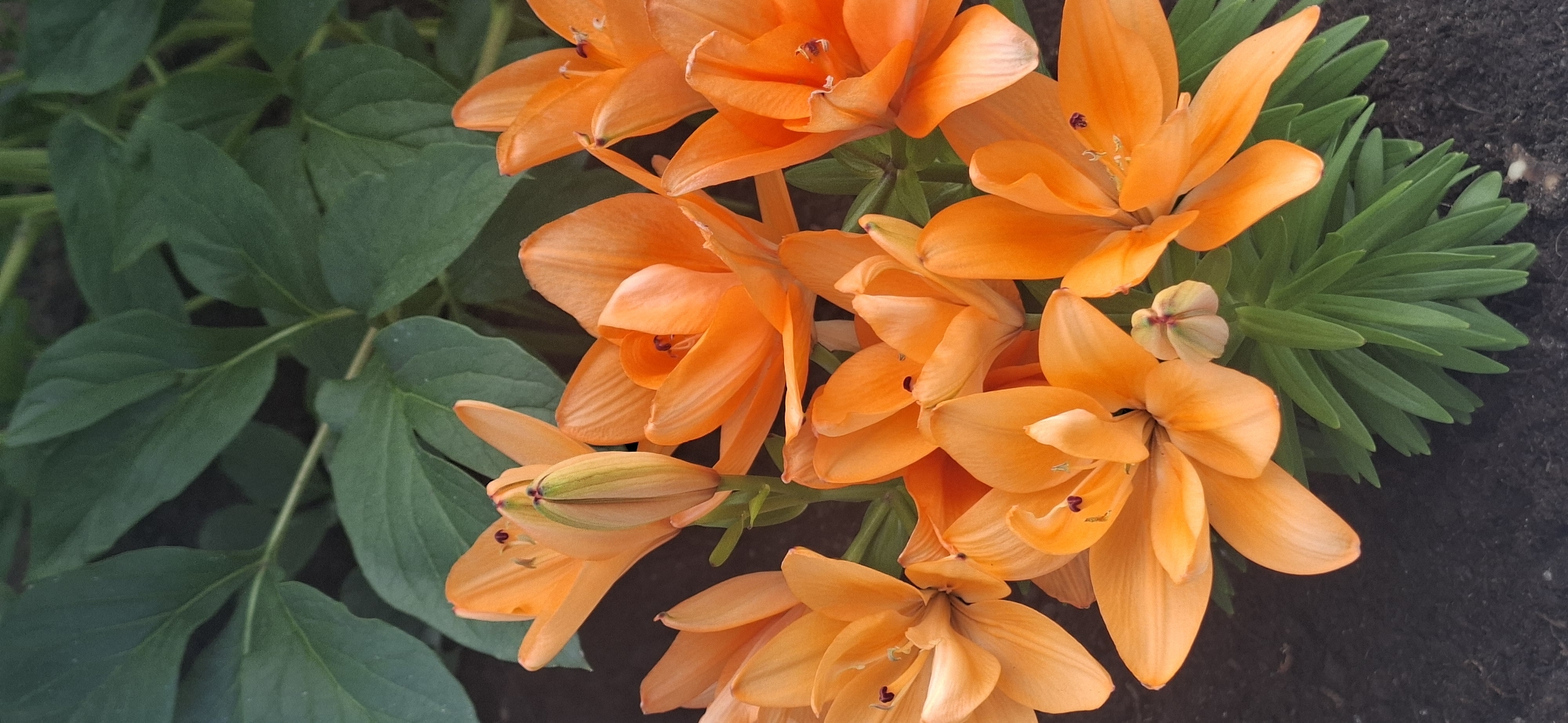 This is a close-up, vertical, eye-level photograph of several vibrant orange lily blossoms and one unopened bud. The flowers are the primary subjects, filling the majority of the frame. The petals of the open lilies are spread wide, revealing their stamen and pistils. The colors are rich and saturated, with a slight sheen on the petals. Green lily leaves and stalks are visible, interspersed between the blossoms, and a darker, blurry background of larger green leaves suggests a garden setting. The ground beneath the flowers appears to be dark soil. The image is taken outdoors in natural light. There are no people or animals visible in the photograph. The location is Järvenpää, Finland.