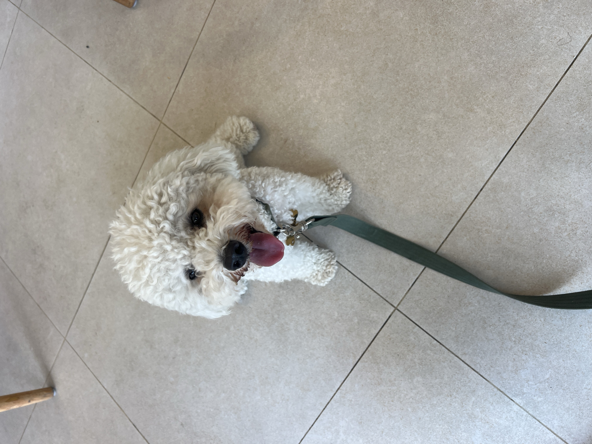 A white poodle with a pink tongue out sits on a light-tiled floor, facing forward. It is wearing a collar and a green leash. A portion of a wooden chair leg is visible in the upper left corner of the image, and another similar object is partially visible in the upper right corner. The scene appears to be indoors, possibly in a residential or commercial setting. There is no indication of the image being taken in Mengwi, Indonesia.
