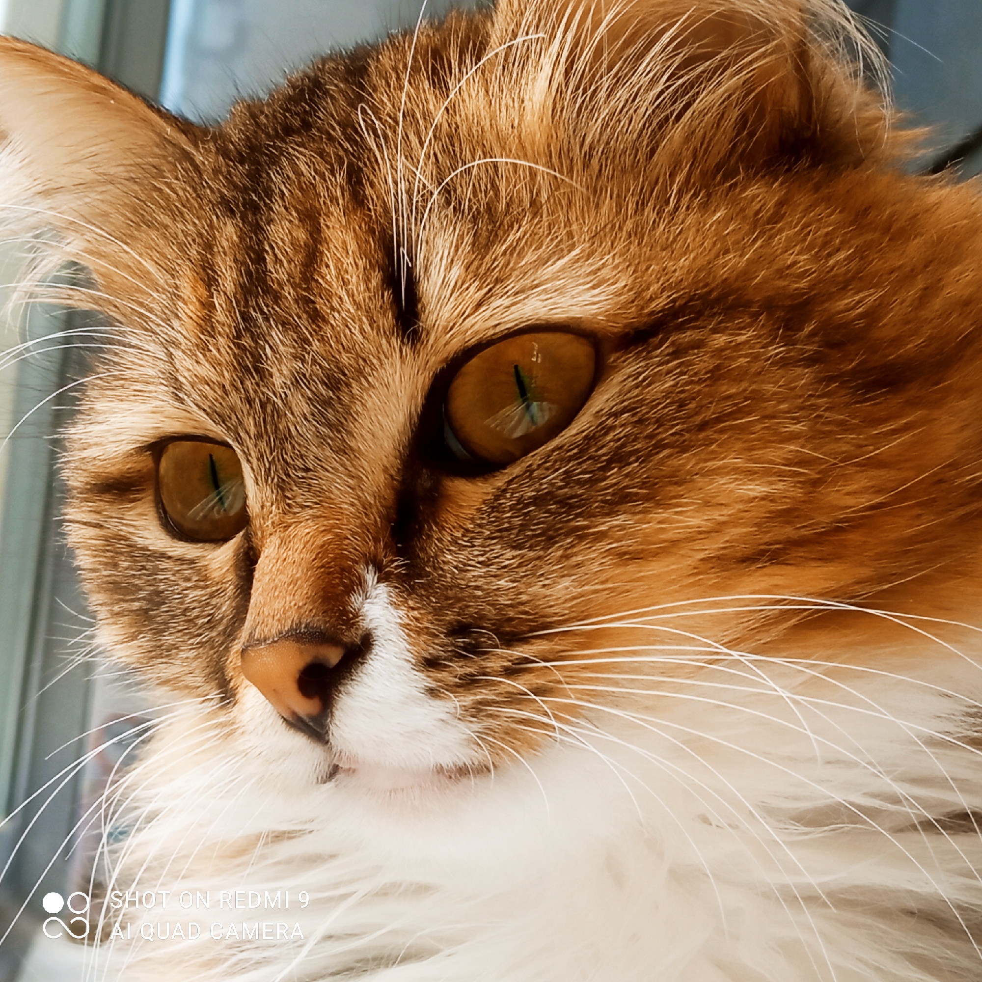This is a close-up, side-profile photograph of a domestic cat. The cat's fur is predominantly shades of orange and brown with some white markings around its muzzle and chest. Its large, amber-colored eyes are focused to the left of the frame. The cat has prominent white whiskers. The background appears to be a blurred indoor environment, possibly near a window with a faint reflection visible. The bottom left corner of the image contains a watermark that reads "SHOT ON REDMI 9 AI QUAD CAMERA". There is no discernible location in the city of Chaikovsky, Russia, or any other specific geographical information present in the image.