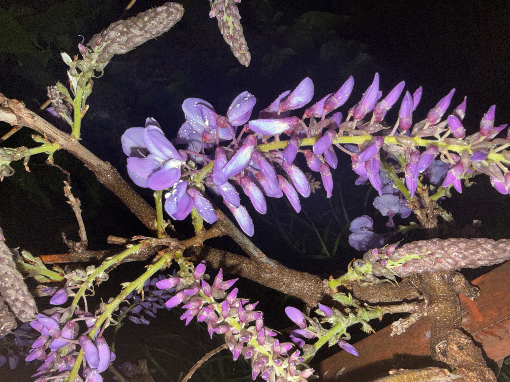 The image shows a close-up of a wisteria plant with purple flowers, some open and some still in bud. The flowers and branches appear to be wet, possibly from rain. The background is dark, suggesting it is nighttime or a dimly lit area. The specific location within Alanya, Turkey, cannot be determined from the image alone.