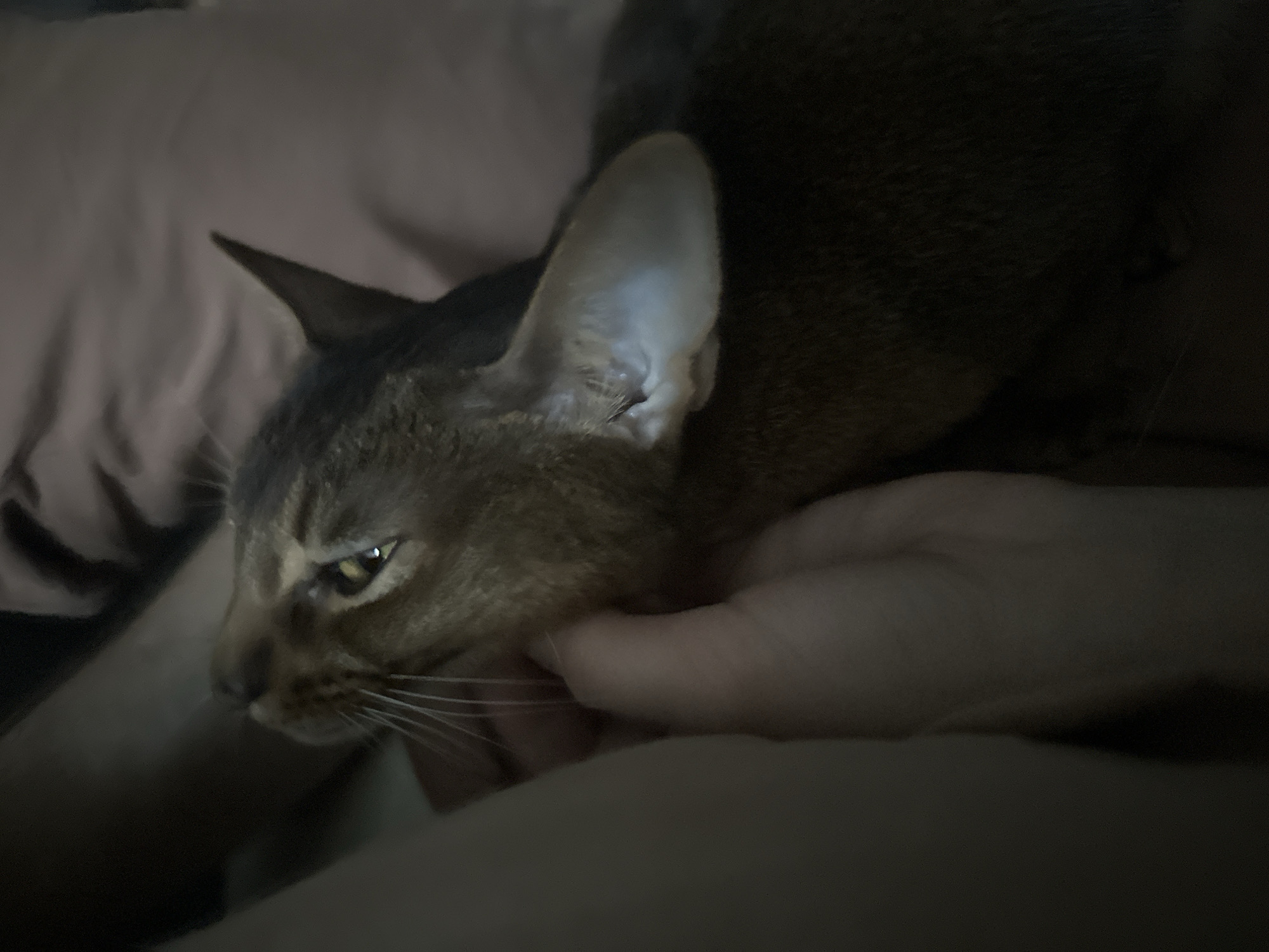 A brown cat is being petted by a person. The cat's head is in the person's hand. The cat has large ears and whiskers. The background is dark. It is not possible to determine the location of the image as Moscow, Russia.