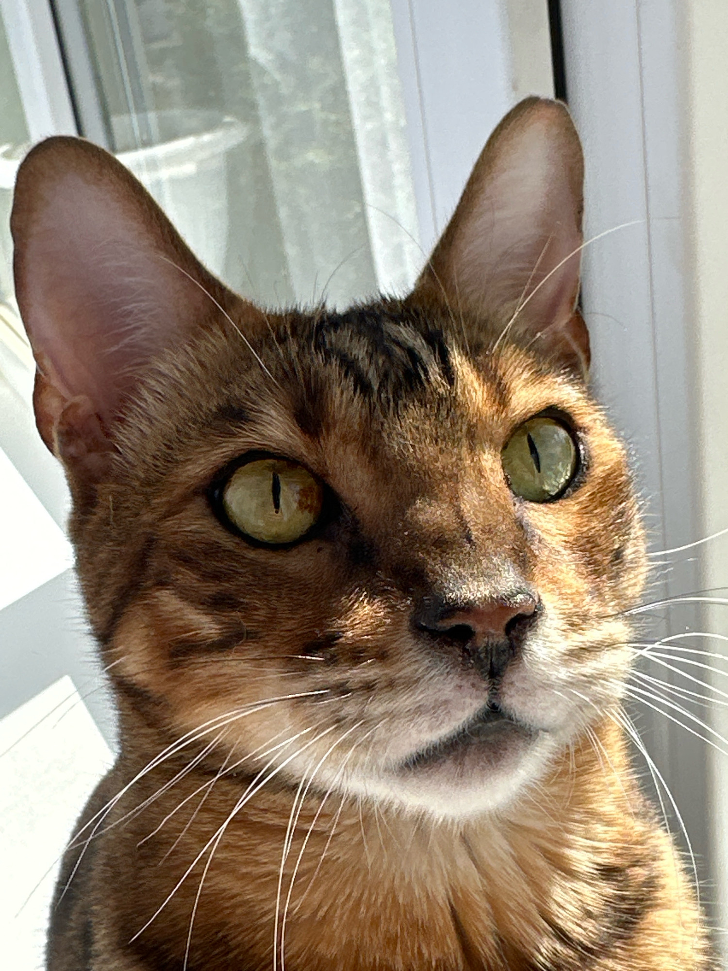 A close-up, eye-level shot captures the head of a Bengal cat, its gaze directed slightly to the right. The cat's fur displays a warm, reddish-brown base with distinctive black spots and stripes, a hallmark of the breed. Its large, intelligent eyes are a striking green, with vertical pupils that are constricted, indicating bright lighting conditions. The cat's ears are erect and alert, and long white whiskers fan out from its muzzle. The background is softly blurred, suggesting a shallow depth of field, and consists of vertical white blinds or a window frame, through which faint green foliage and light can be seen. The lighting is strong, casting shadows on the cat's face and highlighting the texture of its fur. There are no people or other animals visible in the frame. The image does not contain any elements that can be used to identify a specific location in Energetik, Russia.