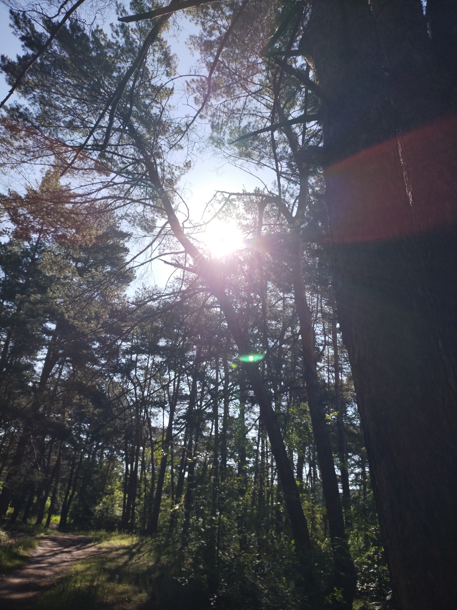This image captures a vibrant, sunlit forest scene in Horishni Plavni, Ukraine, taken from a low-angle perspective looking up into the tree canopy. The main subjects are numerous tall trees, predominantly coniferous with dense foliage, many appearing as dark silhouettes against the bright sky.
The sun is prominently featured in the upper right portion of the frame, shining directly into the camera and creating a strong starburst effect and a noticeable reddish lens flare that spans the upper right. A smaller, green lens flare is also visible closer to the center-left. On the far right, the dark, textured trunk of a very large tree stands vertically, occupying a significant part of the foreground and adding depth to the composition.
In the lower left quadrant, a dirt path or track winds through the trees, partially illuminated by patches of sunlight filtering through the leaves. The ground along the path shows some greenery and shadows. The sky, visible through gaps in the dense branches, appears clear and blue.
The scene conveys a peaceful, natural setting, likely during midday or early afternoon due to the high position and intensity of the sun. The weather appears clear and sunny. There are no people visible, and no specific activities are taking place, though the path suggests a location for walking or hiking. No visible text is present in the image.