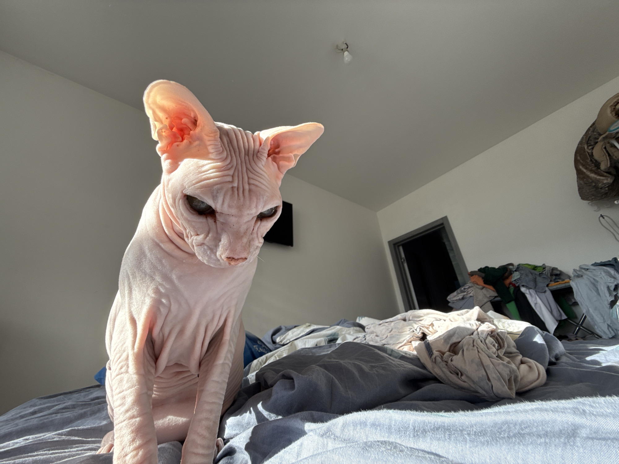 A hairless cat, likely a Sphynx breed, sits on a bed covered in rumpled blue and tan bedding. A pile of clothing sits behind the cat. A dark doorway is visible to the right of the clothing pile. In the background, a white wall features a small television and an unadorned ceiling light. The photograph was likely taken indoors, in a private residence. There is nothing in the image that definitively places it in Krasnoyarsk, Russia.