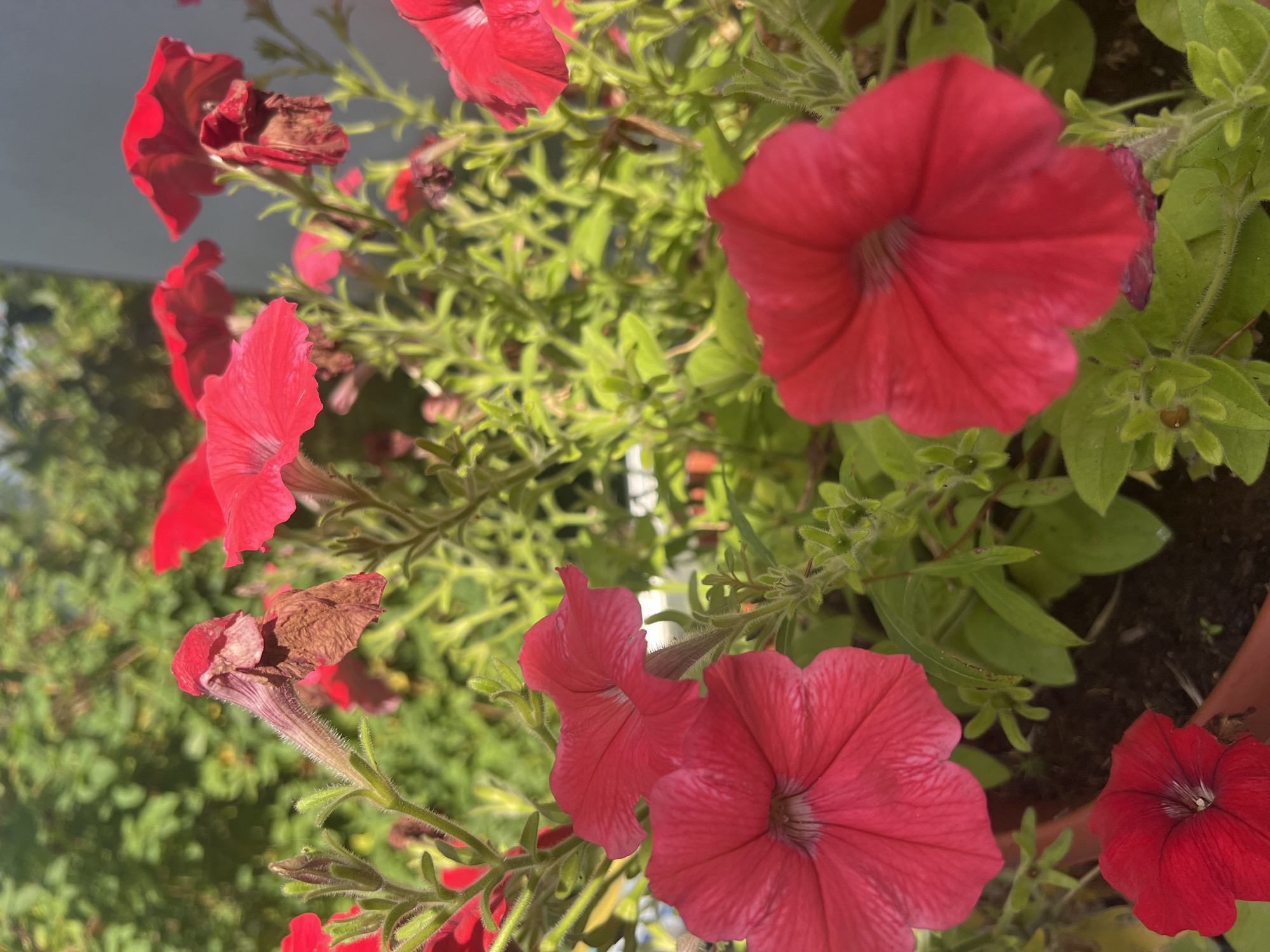 A close-up, outdoor, eye-level shot shows several vibrant red petunias in bloom, with some flowers showing signs of wilting and drying. The petunias are clustered together, with their trumpet-shaped flowers and green, slightly hairy stems and leaves dominating the frame. The background is a blur of soft green foliage, suggesting a garden or outdoor setting. The lighting indicates it is daytime, with sunlight illuminating the flowers and casting subtle shadows. No people or specific city landmarks are visible, though the mention of Роса Снт, Russia, suggests a possible location within a Russian horticultural society or dacha settlement. The overall impression is one of natural beauty, with the cycle of bloom and decay visible in the flowers.