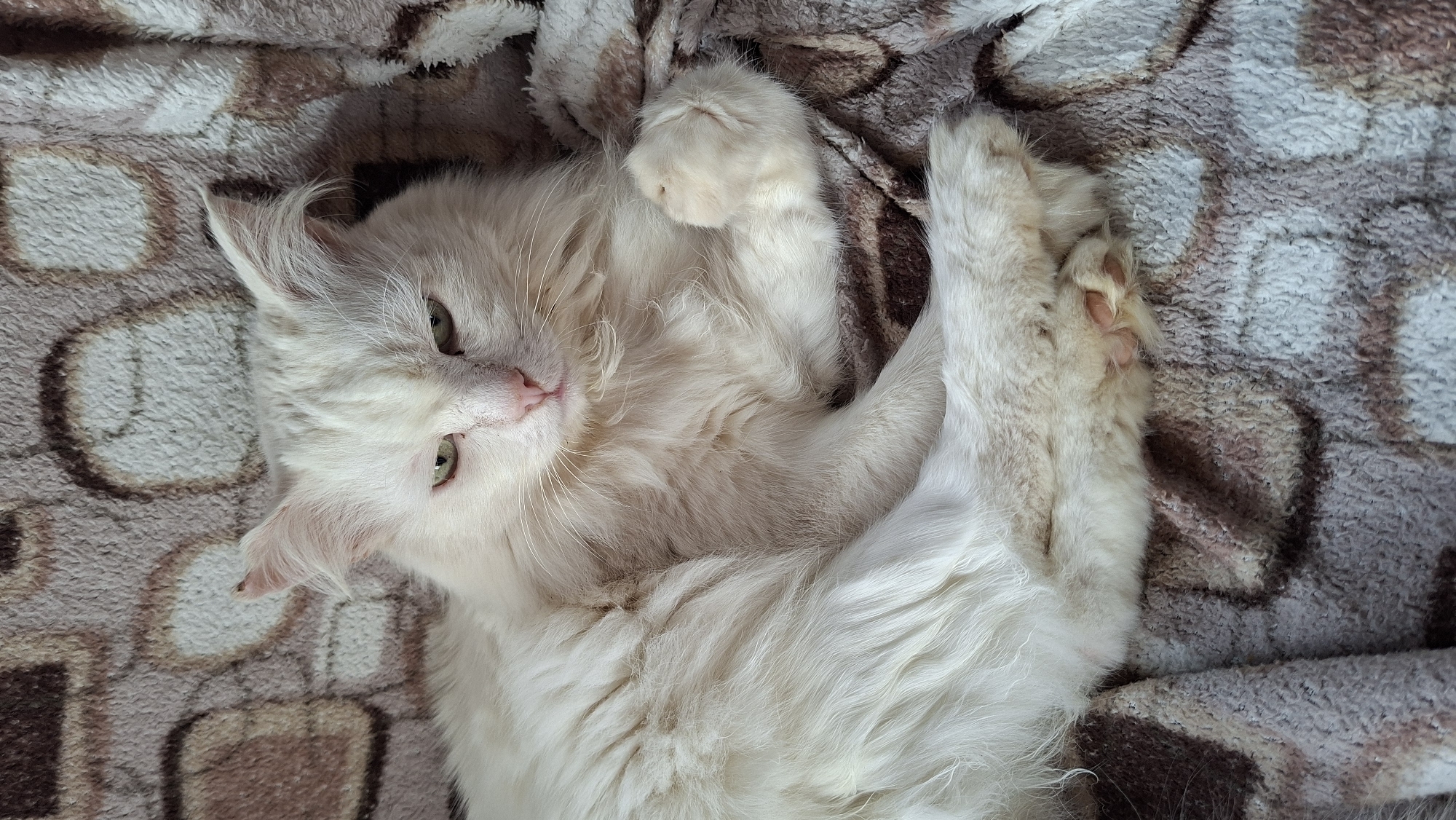 A white, long-haired cat with light green eyes is lying on a patterned blanket. The cat is on its back with its paws curled inward toward its chest and face. The blanket has a textured surface with a pattern of brown and beige shapes on a tan background. The setting is indoors. The location is Большой Букор, Russia (stated in the prompt, even if not discernible from the image itself).