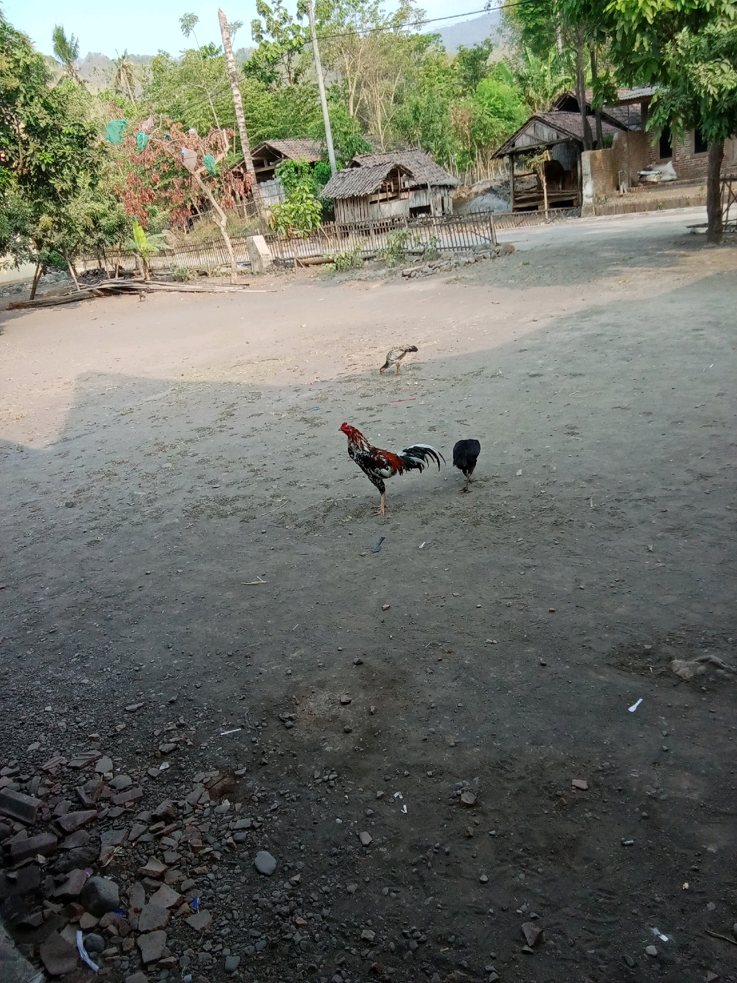 In Selowogo, Indonesia, a rooster with colorful plumage stands on a dirt path near several traditional wooden structures. A smaller black chicken is located to the right of the rooster, and another chicken is visible in the background. The scene depicts a rural setting with vegetation, trees, and mountains in the distance. The ground is composed of dirt and small stones, with scattered debris.