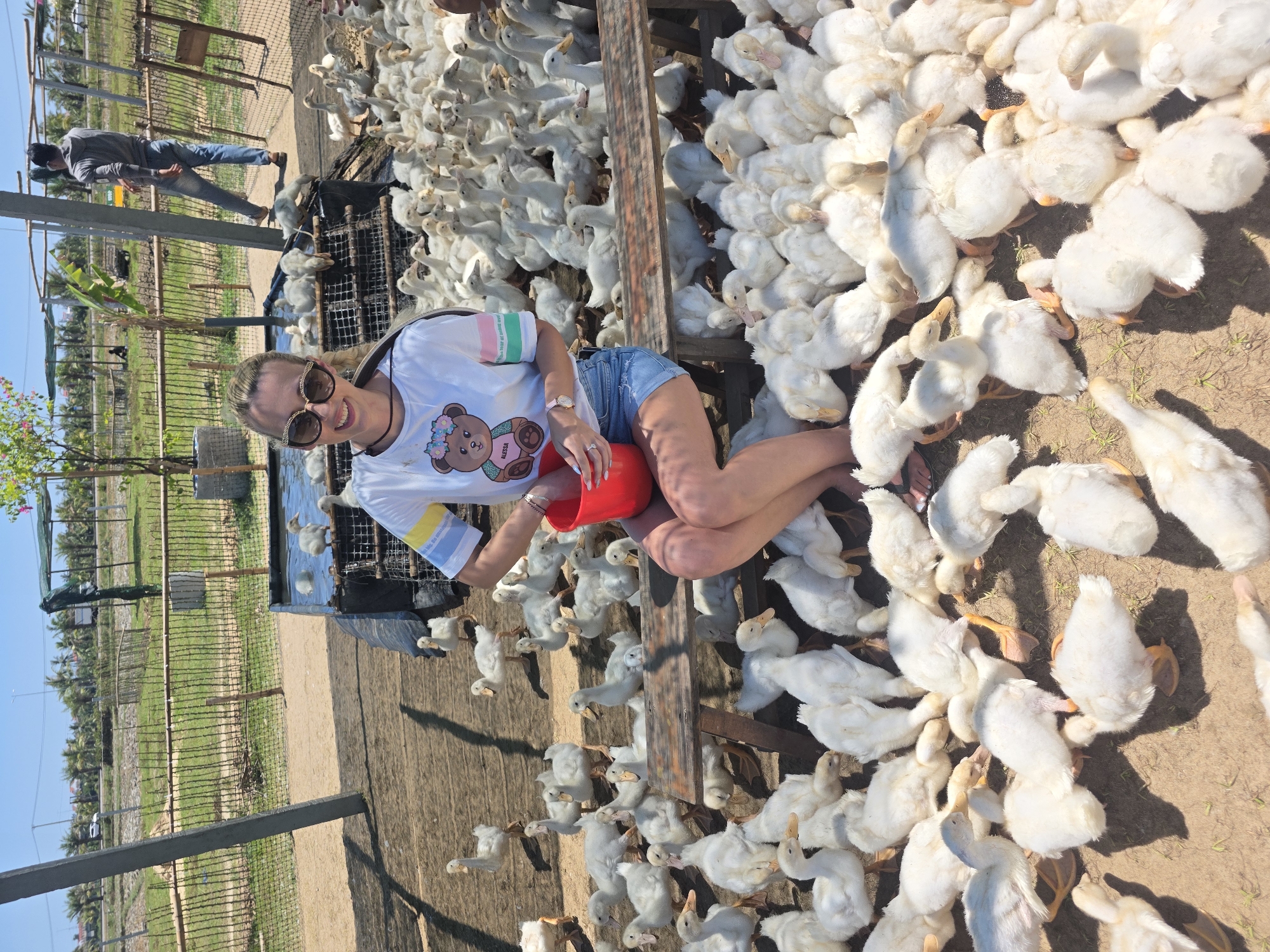 This vibrant outdoor image, likely taken in Đà Nẵng, Vietnam, depicts a sunny scene at an animal farm. The foreground is dominated by a large flock of young, fluffy white birds, which appear to be ducklings or goslings, some with visible yellow/orange beaks and webbed feet. They are densely gathered on a dirt ground, with some perched on a low wooden structure or platform.
A woman with blonde hair, wearing sunglasses, a white t-shirt with a teddy bear design (including the name "ALEXXIA"), and denim shorts, is sitting or crouching among the birds. She is smiling directly at the camera while holding a red bowl, suggesting she is feeding or interacting with the animals. In the background, a man dressed in a grey long-sleeved shirt and blue jeans stands near a fence. The enclosure features a small section with water where a few birds are swimming. Beyond the enclosure, a lush green field with scattered palm trees and other vegetation extends under a clear, bright blue sky, indicating a warm, sunny day. The overall mood is cheerful, capturing a pleasant moment of human-animal interaction.