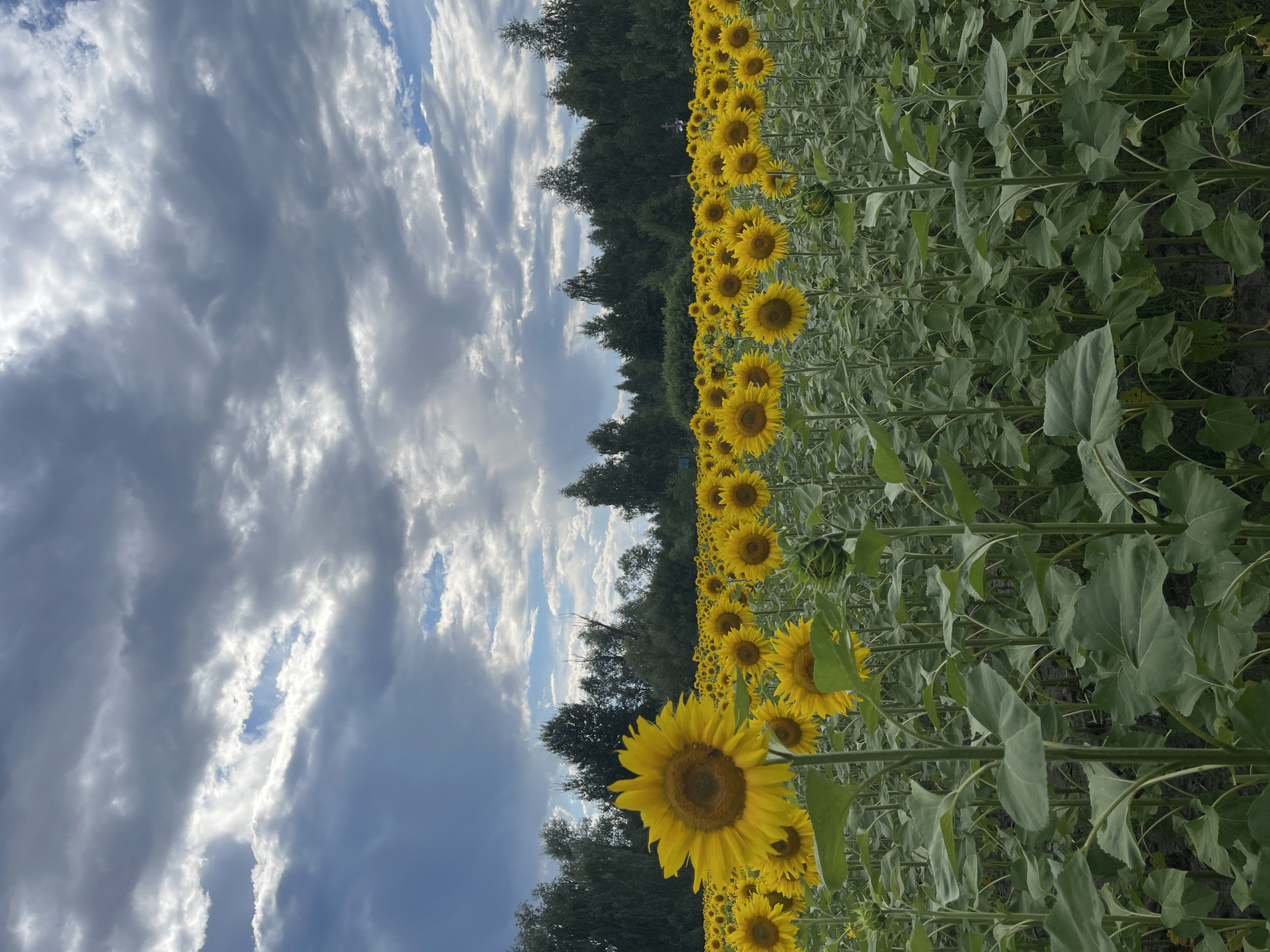 A field of sunflowers extends to the horizon under a cloudy sky in Maklaivka, Ukraine. The sunflowers, in various stages of bloom, are arranged in neat rows, with their large yellow petals and brown centers clearly visible. In the foreground, a single sunflower stands tall, its face turned towards the sky. The background is a dense line of trees, suggesting a rural or park-like setting. The sky is dramatic, with patches of blue peeking through heavy grey clouds, indicating a transition in weather. There are no people or animals visible in the image. The scene is peaceful and natural, with the sunflowers being the dominant subject.