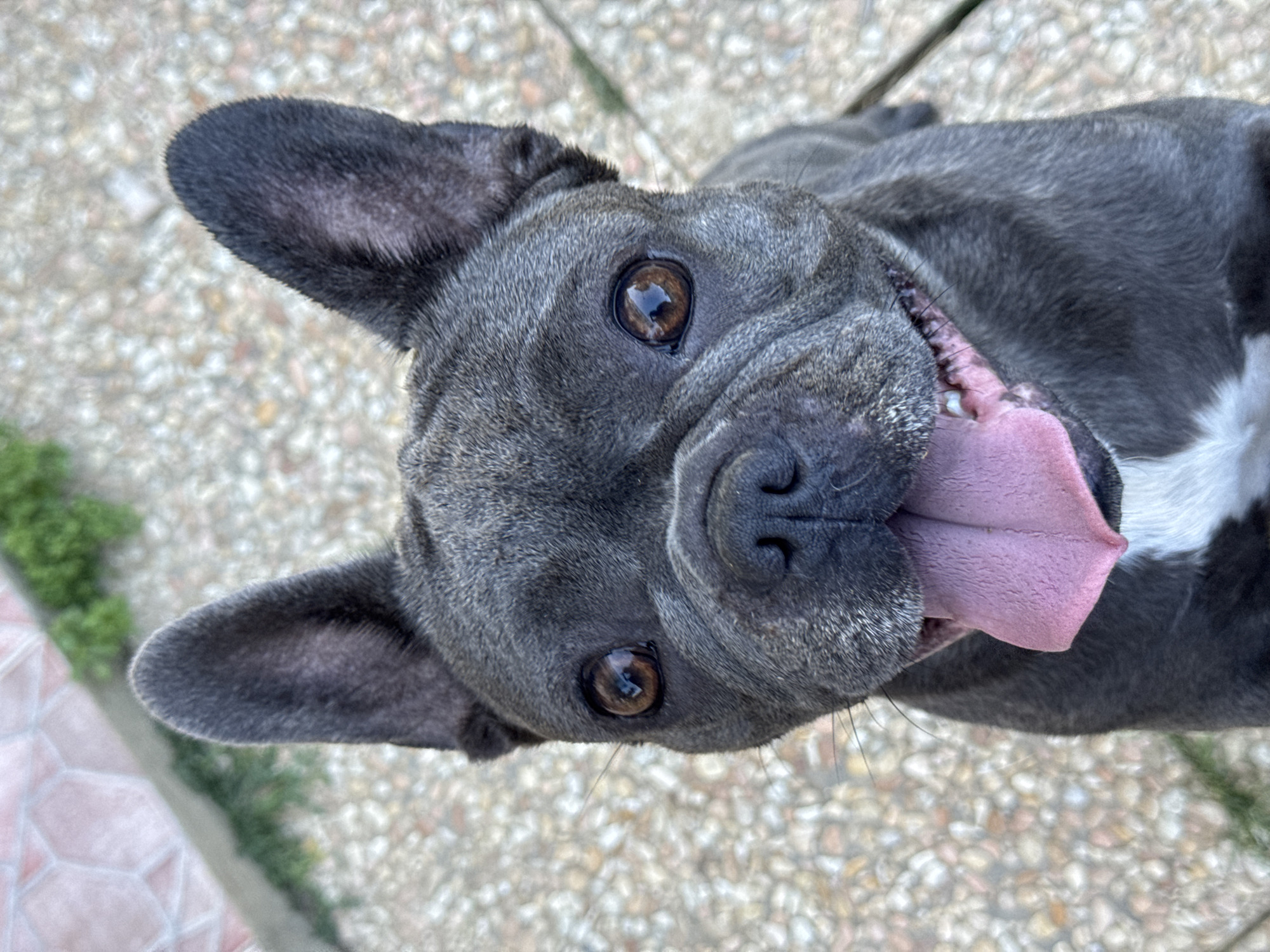 A close-up, eye-level, portrait of a dark gray French Bulldog is captured from a vertical, upward angle outdoors. The dog's tongue is protruding and pink, and its mouth is slightly open, revealing small teeth. The dog has large, expressive brown eyes and prominent, upright ears. A patch of white fur is visible on its chest. The background consists of a textured surface of light brown and gray pebbles, with a hint of green foliage and a pinkish-hued paved area in the upper left corner. The image appears to be taken in an outdoor urban setting, potentially in the vicinity of the Lungomare of San Benedetto del Tronto, Italy, given the pedestrian walkway's common appearance.