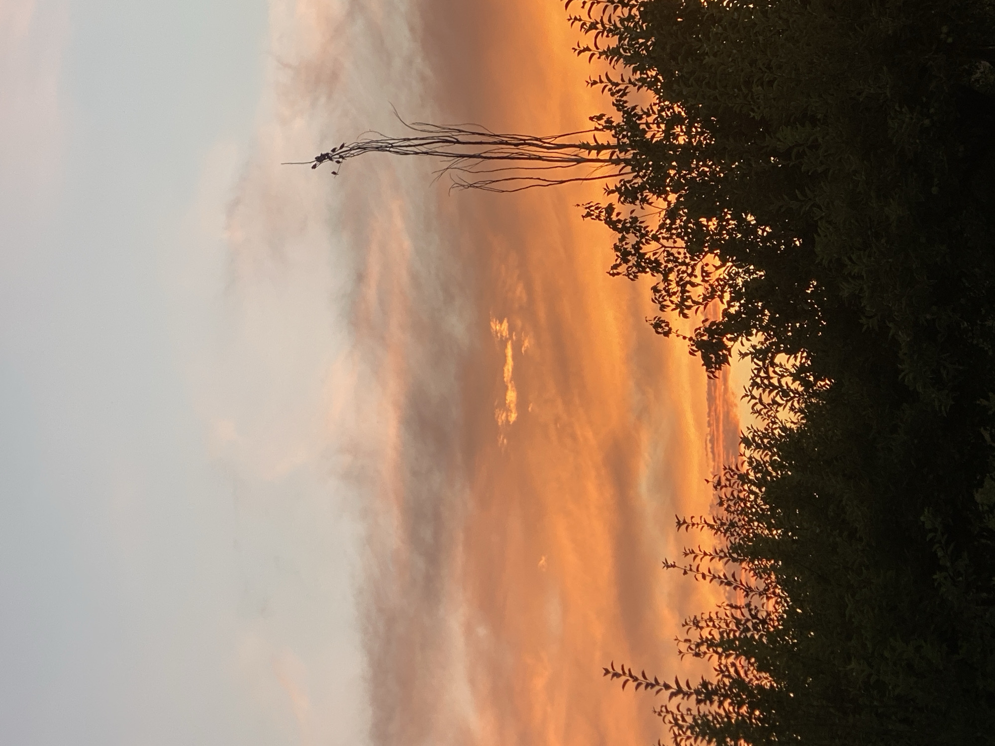 This is a medium shot photograph taken at ground level. The image depicts a vibrant sunset over a natural landscape, likely in the vicinity of Barbulak, Kyrgyzstan. The sky is filled with dramatic clouds, illuminated in shades of orange, pink, and pale blue, with the brighter orange hues concentrated towards the horizon. The lower portion of the image is dominated by the silhouettes of lush green foliage, likely trees or dense bushes, which create a dark, textured foreground. Emerging from the center of the foliage is a tall, thin, bare branch structure, also silhouetted against the bright sky. A few small dark shapes, potentially birds, are perched on the upper branches of this structure. The overall impression is one of natural beauty and tranquility at dusk.