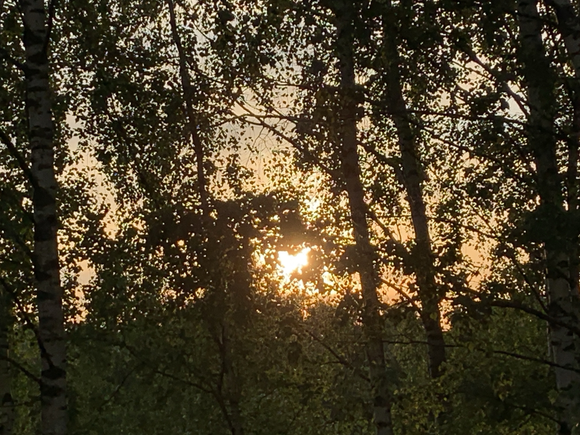 The image depicts a view of birch trees in a forested area, possibly within or near the city of Chaikovsky, Russia. The sun is visible through the trees, creating a golden glow. The leaves of the trees are dark green, and the trunks of the birch trees are white with dark markings. The foreground shows more dense foliage, while the background is partially obscured by the trees and sunlight. No people or animals are visible.