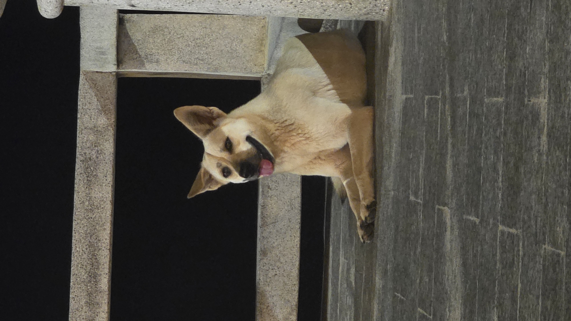 A light-skinned dog stands within a stone railing or barrier, its head angled to the left. The dog's mouth is slightly open, with its tongue visible. The environment appears to be outdoors, with a dark or nighttime backdrop. The railing is made of textured stone blocks. The location is Nha Trang, Vietnam.