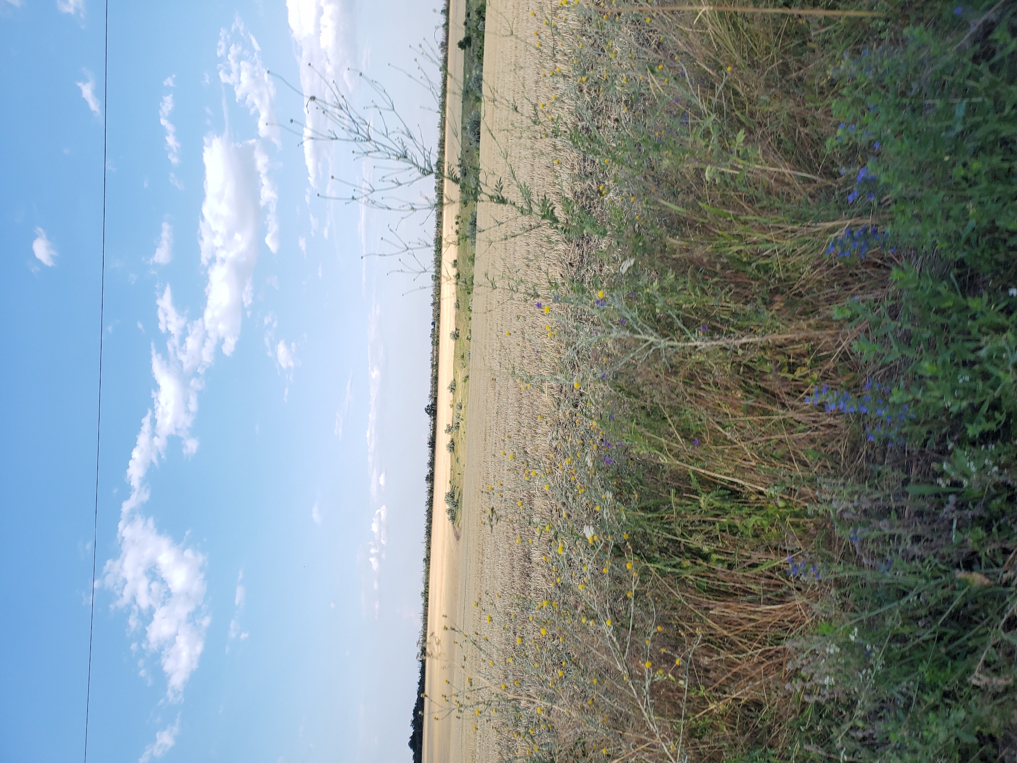 An outdoor shot captures a dry field of wheat under a partly cloudy sky. In the foreground, tall green grasses and wildflowers in hues of yellow and blue dot the landscape. A power line stretches horizontally across the top of the frame, bisecting the blue sky and white clouds.