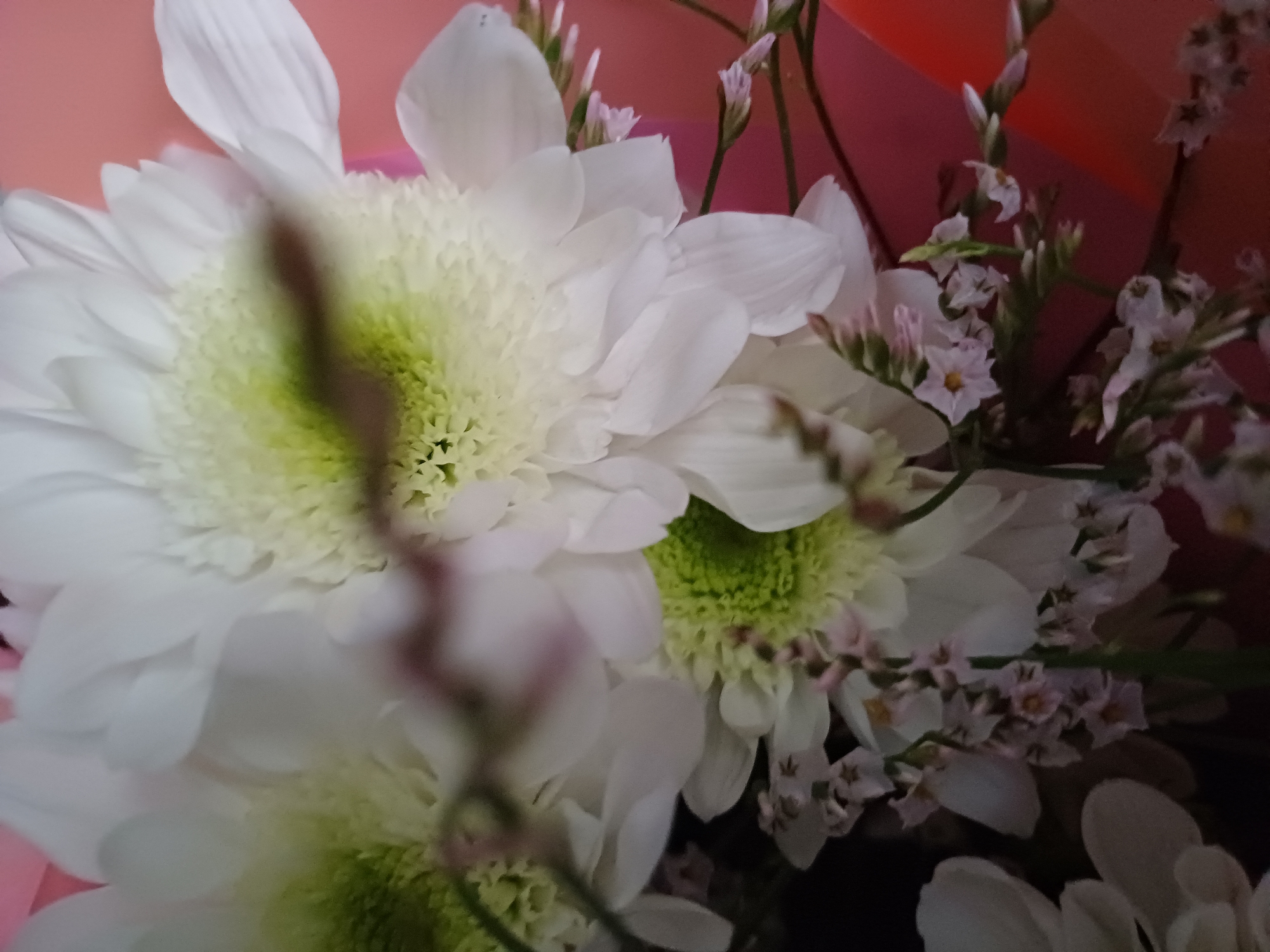 This is a close-up, slightly blurry photograph of a bouquet of white chrysanthemums and smaller pink flowers. The chrysanthemums are large with many delicate white petals radiating outwards, and their centers have a light green hue. Interspersed among the larger flowers are clusters of tiny pink blossoms with yellow centers. The background is a soft, out-of-focus gradient of pink and orange, suggesting some form of wrapping or background material. The lighting is soft and diffused, creating a gentle atmosphere. The focus is primarily on the flowers, with a dark, out-of-focus stem or branch in the foreground obscuring part of the central chrysanthemum. The image appears to be taken indoors, possibly as a gift or decoration, with no visible text.