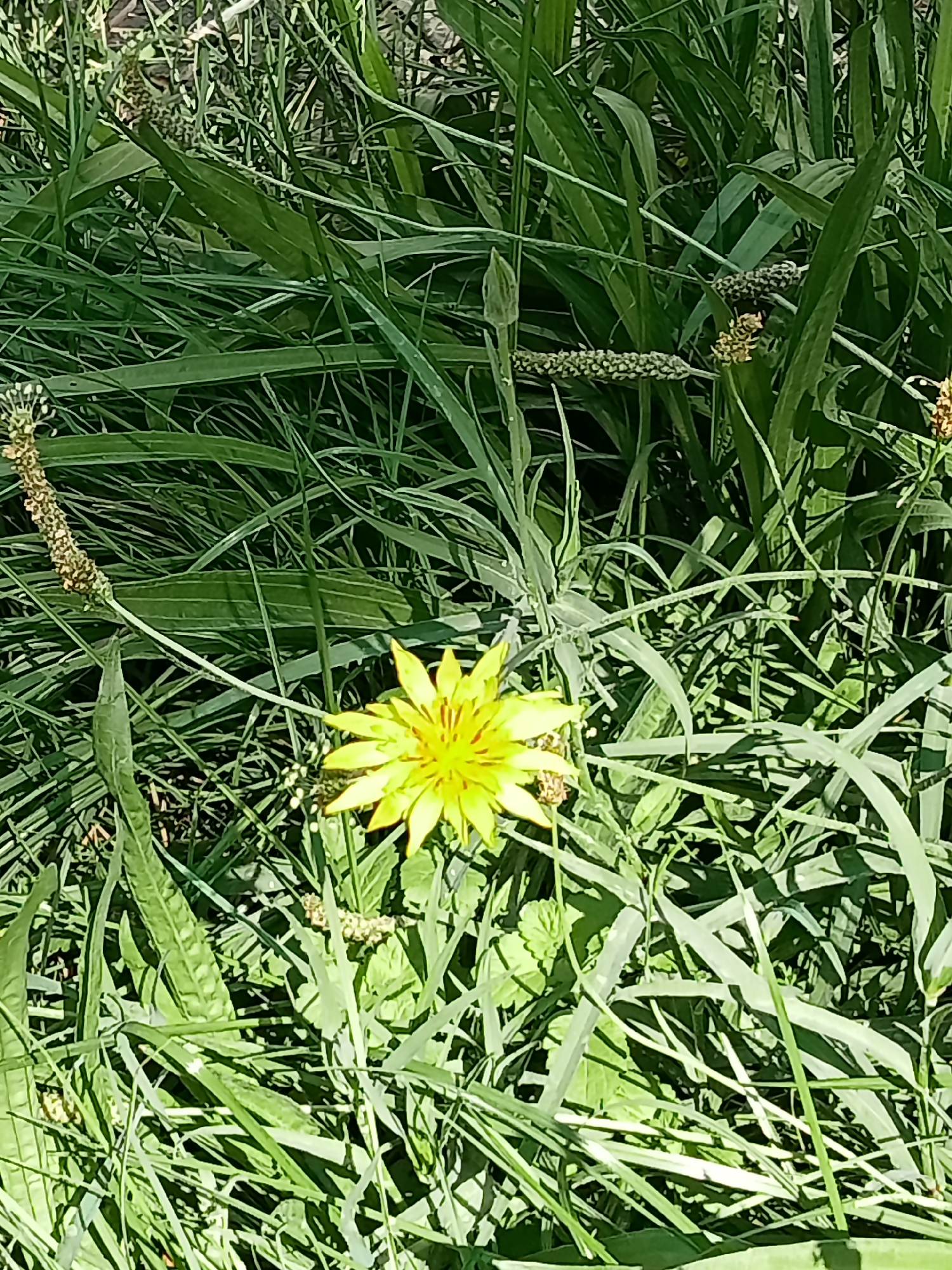 The image shows a close-up view of a yellow flower, possibly a dandelion, surrounded by tall green grass and some seed stalks. The lighting suggests it is daytime and sunny. The scene is natural and appears to be an outdoor setting, consistent with a park, meadow, or garden. The specific location within Almaty, Kazakhstan cannot be determined from the image alone.