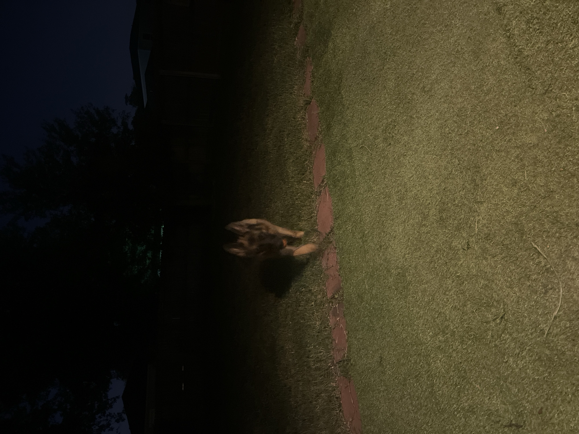 In Jacksonville, Florida, USA, a medium-sized, tan and black German Shepherd is captured in motion on a grassy lawn at night. The dog is centrally located, facing forward, with its body slightly blurred due to movement. A small, orange object, possibly a ball, is visible near its mouth. The lawn is bordered by a path of flat, reddish-brown stones. In the background, the silhouettes of trees and structures are visible against a dark sky. There is a hint of green light emanating from behind the trees on the right side of the image.