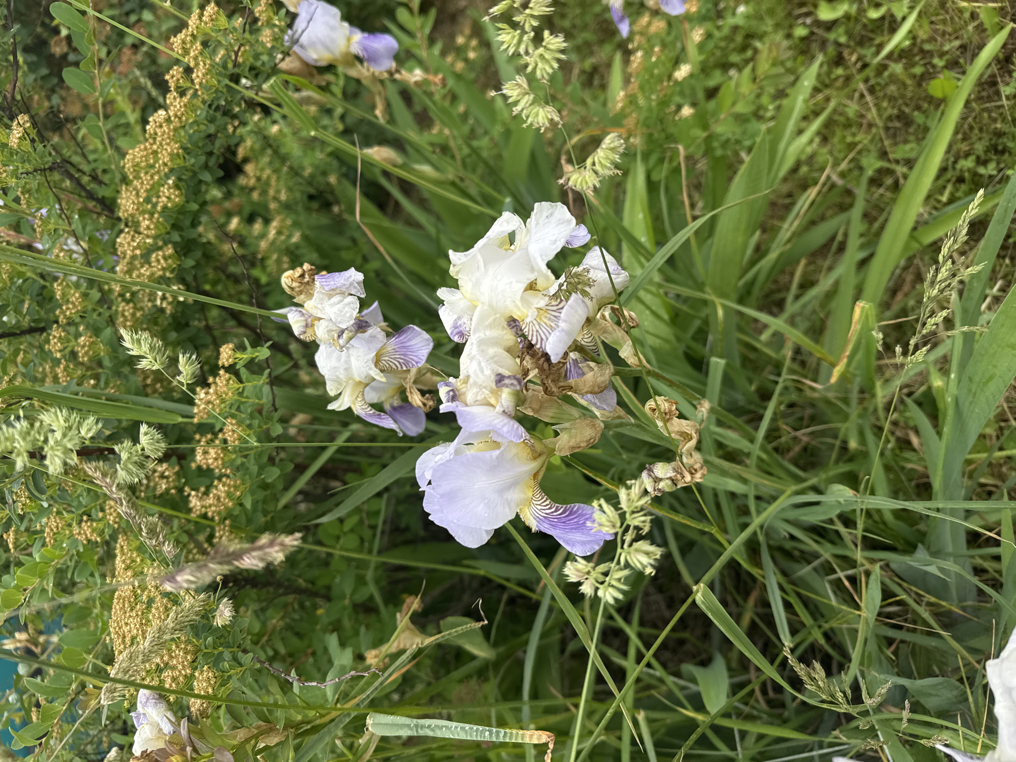 The image displays a cluster of light purple and white irises in bloom, set against a backdrop of lush green foliage and smaller yellow flowers. The irises have delicate, ruffled petals, with darker purple veining on some of the lower petals. Several stalks of grass and other green plants weave through the frame, some with seed heads. The lighting suggests it is daytime, with soft, diffused light, possibly indicating an overcast sky or shaded area. The scene appears to be a natural or cultivated garden setting, potentially in a park or residential area. There are no people visible in the image. The image does not contain any specific visual cues that would allow for identification of its location within Minsk, Belarus.