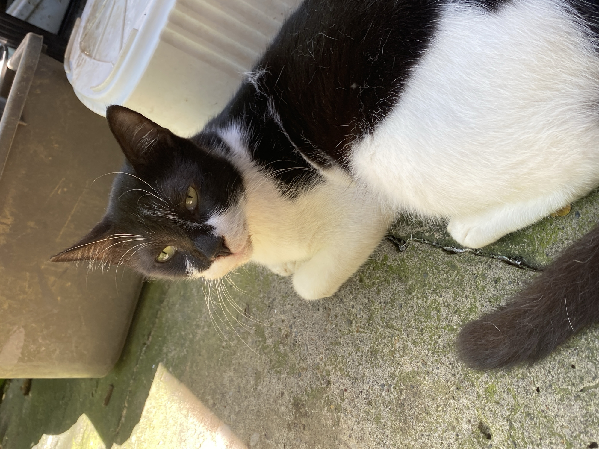In an outdoor, urban setting in Davao City, Philippines, a black and white domestic cat is resting on a cracked concrete surface. The cat is positioned in the foreground, facing slightly towards the viewer with its head turned. Its fur is predominantly black with white markings on its chest, paws, and face. The cat has green eyes and prominent white whiskers. Behind the cat, various objects are visible: a large, dark gray plastic bin is to the left, and a white plastic container with a lid is to the right. The ground is rough and appears somewhat weathered, with patches of green moss or algae visible in the cracks. Sunlight casts distinct shadows across the scene, indicating it is daytime. The overall environment suggests a backyard or alleyway in a residential or commercial area.