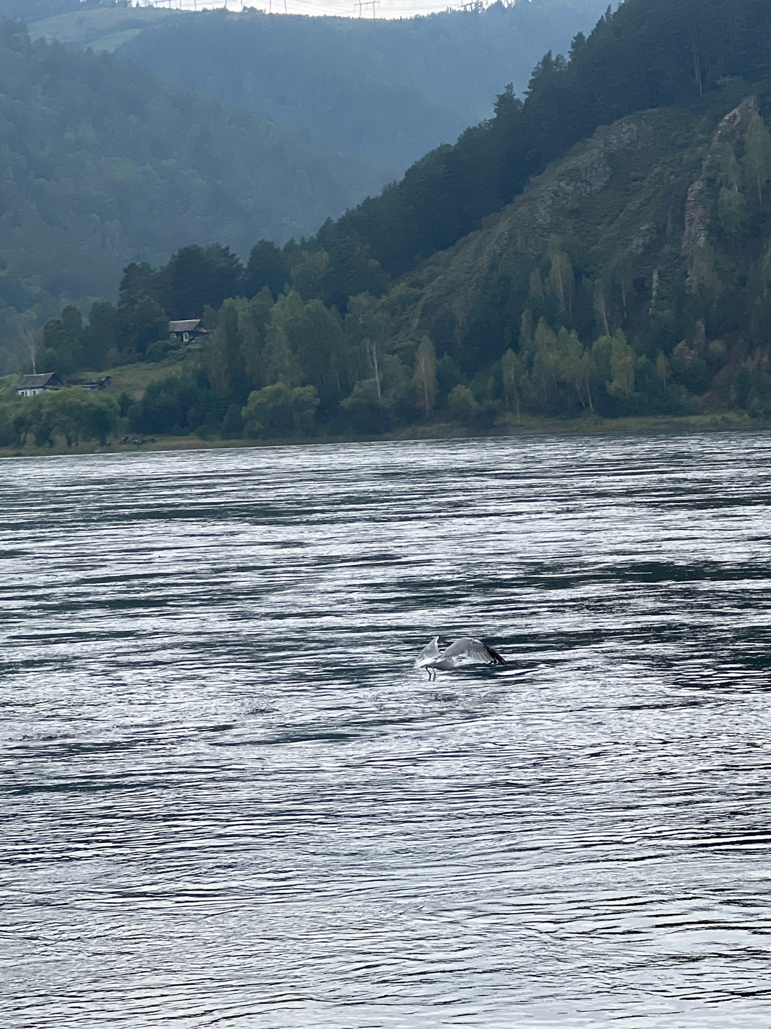 A wide shot captures a tranquil body of water, likely a river, with a distant, tree-covered hillside forming the background. The water's surface is disturbed by numerous parallel ripples, creating a textured, almost striped effect. In the middle ground, a bird, possibly a seagull, is in mid-flight just above the water. Its wings are outstretched, and it appears to be either landing or taking off. The bird is gray and white.
The background shows a densely forested hillside that slopes upwards. A few scattered, small houses are visible nestled among the trees on the lower part of the slope, indicating a settlement. The vegetation is predominantly green, with darker shades of trees higher up and lighter shades closer to the water's edge. The sky is overcast, lending a muted, slightly hazy quality to the scene.
The image is set in Divnogorsk, Russia, a city known for its scenic location along the Yenisei River and its surrounding natural beauty. The scene depicts a serene natural landscape with a touch of human presence in the form of the houses and the flying bird.