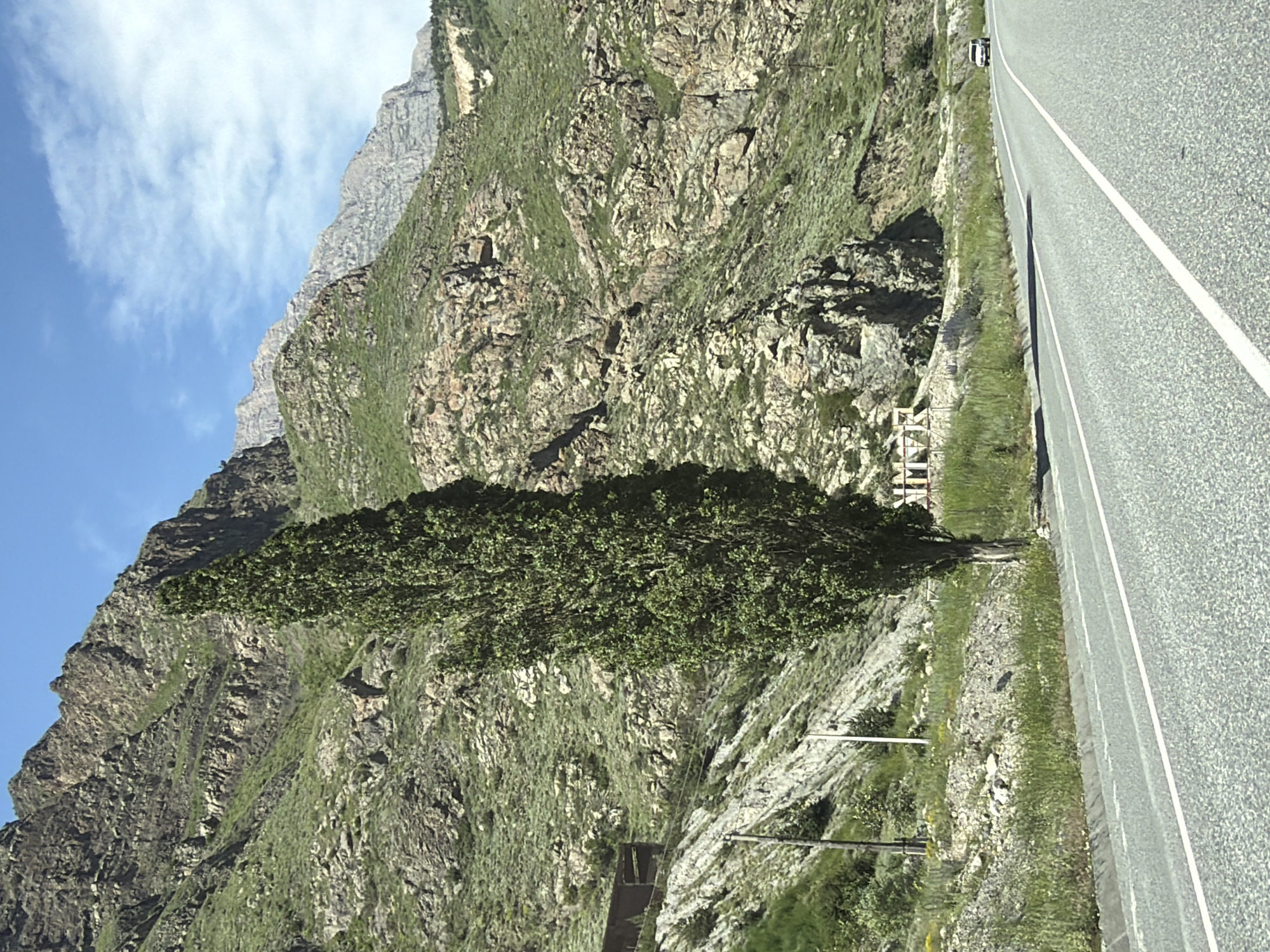 The image shows a view of a road in Mizur, Russia, with a steep, rocky mountain range in the background. The mountain slopes are covered with sparse green vegetation. A tall, slender tree stands prominently in the middle ground, to the left of the road. In the distance, a white car is visible driving on the road. A white sign with dark lettering is partially visible on the left side of the road. The sky is blue with scattered clouds. The road is asphalt and appears to be a two-lane highway with white lane markings. The overall scene depicts a rural, mountainous landscape.