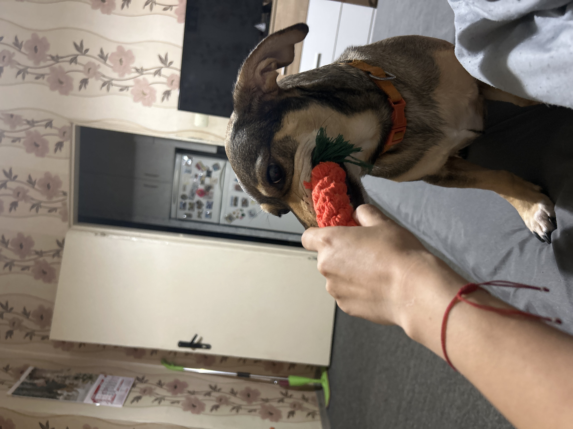 A medium-shot, eye-level, indoor photograph captures a small dog holding a red carrot-shaped toy in its mouth. The dog is a mix of brown and tan fur, with floppy ears and a visible orange collar. Its gaze is directed towards a person whose hand, adorned with a red string bracelet, is partially visible, holding the toy. The background suggests a domestic setting with floral wallpaper, a door, and a glimpse of a refrigerator and a television. The scene is likely set within an apartment or house.