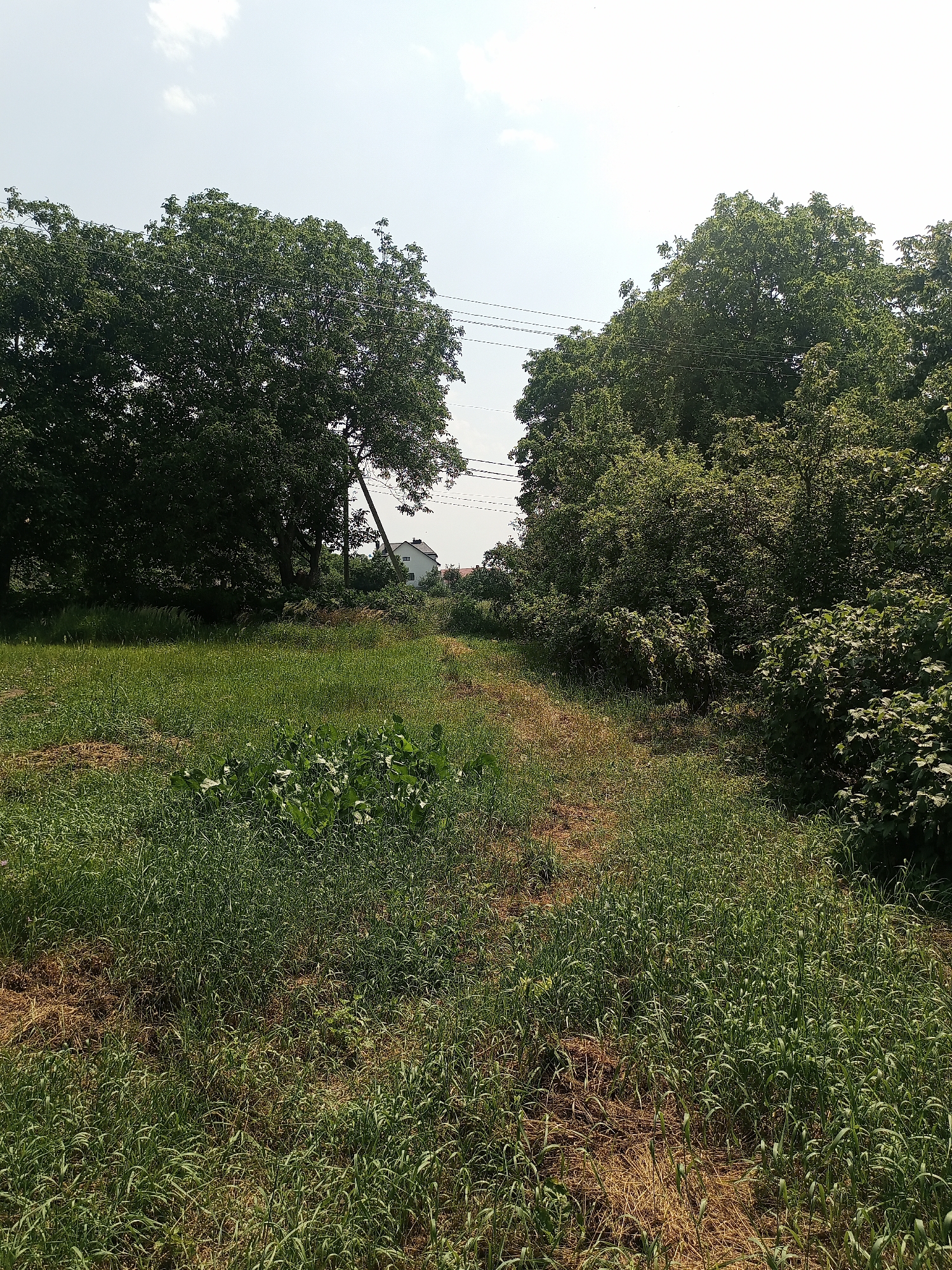 The image depicts an outdoor scene on a bright, sunny day in Yampil, Ukraine. The foreground is dominated by a dense field of green grass and some dry, yellowed vegetation. A narrow dirt path winds through the grass, leading towards the middle ground. On the left side of the path, a cluster of dark green, leafy plants is visible.
In the middle ground, large, mature trees with lush green canopies frame the path. Power lines are strung between poles that are visible behind the trees on the right side. In the background, a white house with a red roof is partially obscured by the foliage. The sky above is clear with a few wispy white clouds. The overall impression is one of a rural or semi-rural setting, possibly an undeveloped area or a large garden. There are no people or animals visible in the image.