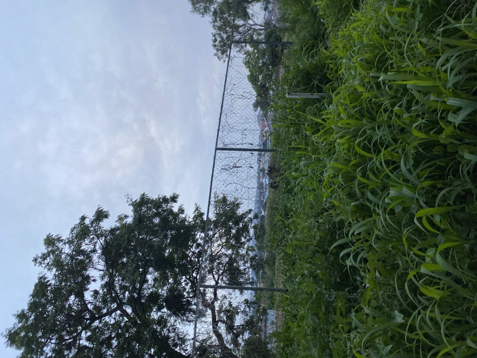 This media file depicts an outdoor scene in Gwong, Nigeria, likely during overcast weather. The perspective is low and sideways, with the foreground dominated by lush green grass that curves and twists, creating a textured pattern.
A chain-link fence runs diagonally through the middle of the frame, separating the viewer from a backdrop that includes trees and a distant view of buildings. The fence itself has some dead vines or branches intertwined with it. To the left of the fence, a large tree with dark green foliage is visible, its branches reaching upwards.
Beyond the fence and trees, a hazy landscape suggests a populated area with structures. The sky above is a pale, cloudy gray, indicating either early morning, late afternoon, or generally overcast conditions. No people or specific activities are discernible. The overall mood is natural and somewhat wild, with the overgrown grass and rustic fence contributing to a sense of untamed nature.