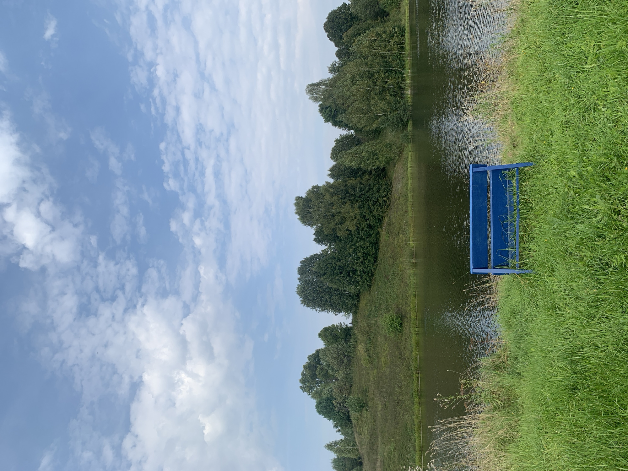 A blue park bench sits on a grassy embankment next to a body of water. The water reflects the sky, which is filled with white, fluffy clouds against a pale blue backdrop. The embankment is covered in lush green grass, with some taller reeds growing near the water's edge. Beyond the water, a gentle slope is covered in dense green trees. The overall scene appears serene and natural. This image was taken in Zasechnyi, Russia.
