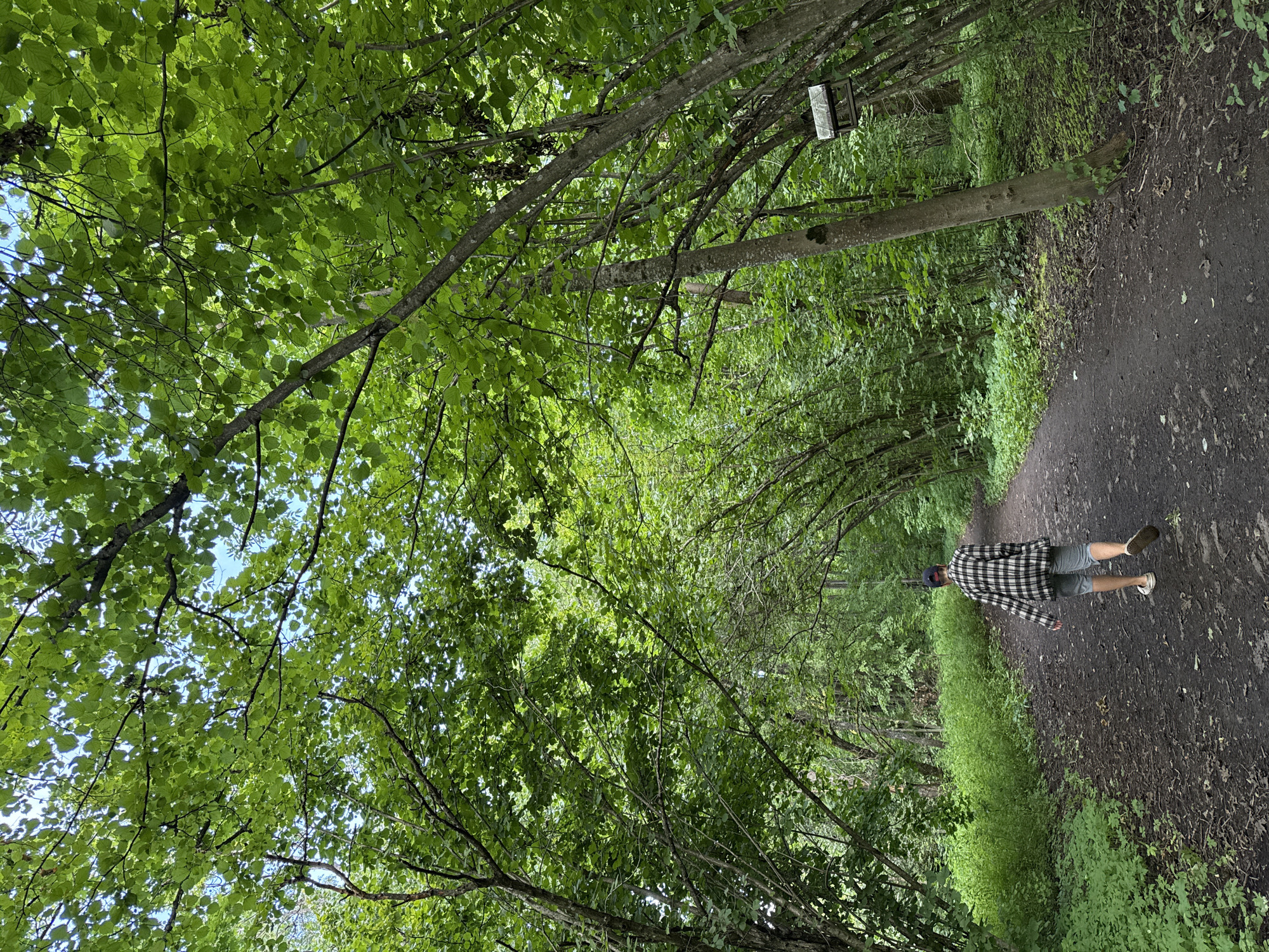 An individual wearing a checkered shirt and shorts walks along a dirt path in a lush, green forest. The path is bordered by abundant foliage and trees with dense canopies that create a tunnel-like effect over the walkway. Sunlight filters through the leaves, illuminating the scene. The location is identified as Krasnoye Selo, Russia, suggesting a park or natural area within the city. There are no visible interactions between people or any other significant objects beyond the natural environment.