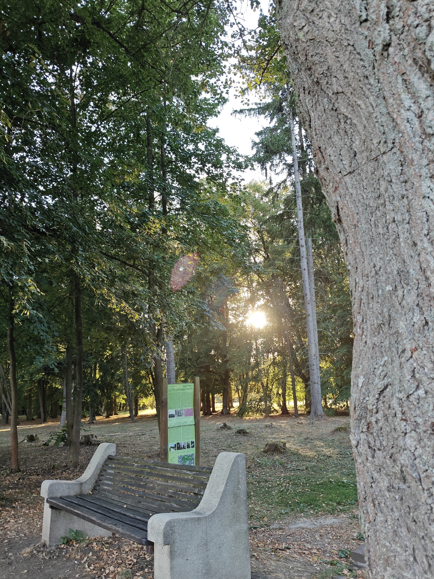 The image depicts a park scene in Františkovy Lázně, Czechia. In the foreground, a weathered wooden park bench with stone armrests sits on a path covered in fallen leaves. To the right of the bench, a large tree trunk with rough bark dominates the right side of the frame, partially obscuring the background. Behind the bench, a green information board stands on a wooden post, displaying text and images, some of which appear to be photographs. The background consists of a dense forest with tall trees, some of which are evergreens. Sunlight streams through the trees, creating lens flare and casting dappled light on the ground. The overall environment suggests a tranquil, natural setting within the city. There are no people visible in the image.