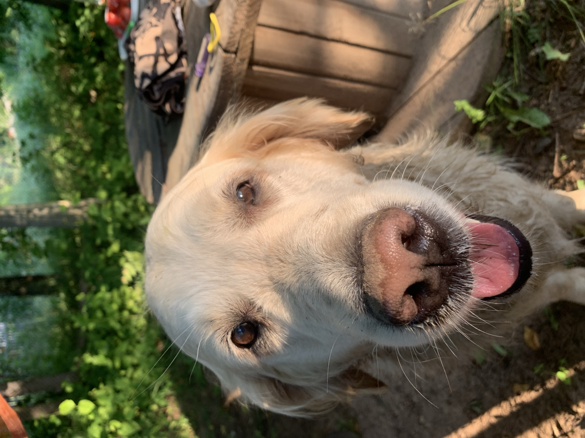 A close-up, eye-level shot shows a light-colored dog with its mouth open and tongue slightly out. The dog's fur appears wet and matted. Its nose is a moist pink, and its eyes are dark brown. Long, white whiskers fan out from its snout. The background is blurred, with lush green foliage and trees suggesting an outdoor setting. To the right, a wooden structure, possibly a picnic table, is partially visible. A folded dark-colored cloth and what appear to be small tools are on its surface. The lighting suggests it is daytime, with sunlight filtering through the trees, casting shadows and highlights on the dog's face. The specific location of Zasechnyi, Russia, is not depicted or implied by any visual cues in the image.