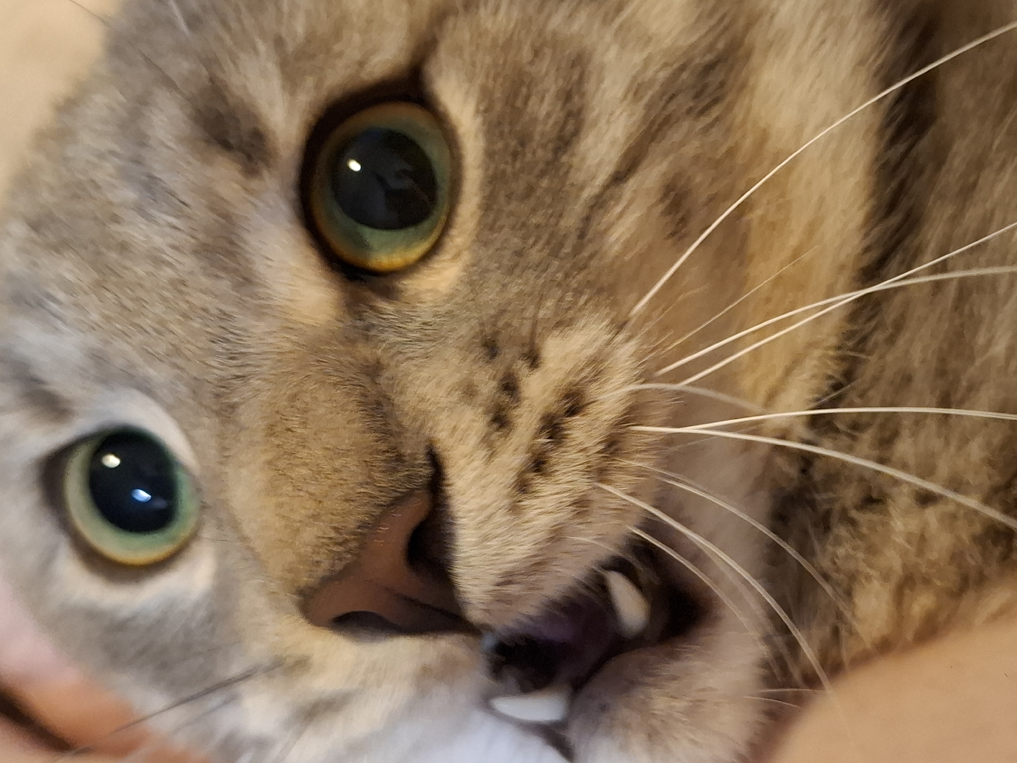 A close-up, low-angle, full shot captures the face of a domestic cat. The cat, with grey and brown tabby fur, is positioned in a way that its face fills the majority of the frame. Its eyes, one on the left and one on the right, are large and green with prominent dark pupils, reflecting light. The cat's nose, a dark brown color, is visible in the center of the frame. Its mouth is slightly open, revealing sharp, white teeth and a glimpse of its pink tongue. Long, white whiskers extend outwards from its muzzle. The lighting is soft, casting a warm glow on the cat's fur. There is no indication of any specific location within Zemun Urban Municipality, Serbia, or any environmental details that could place it there. The focus is entirely on the feline subject.