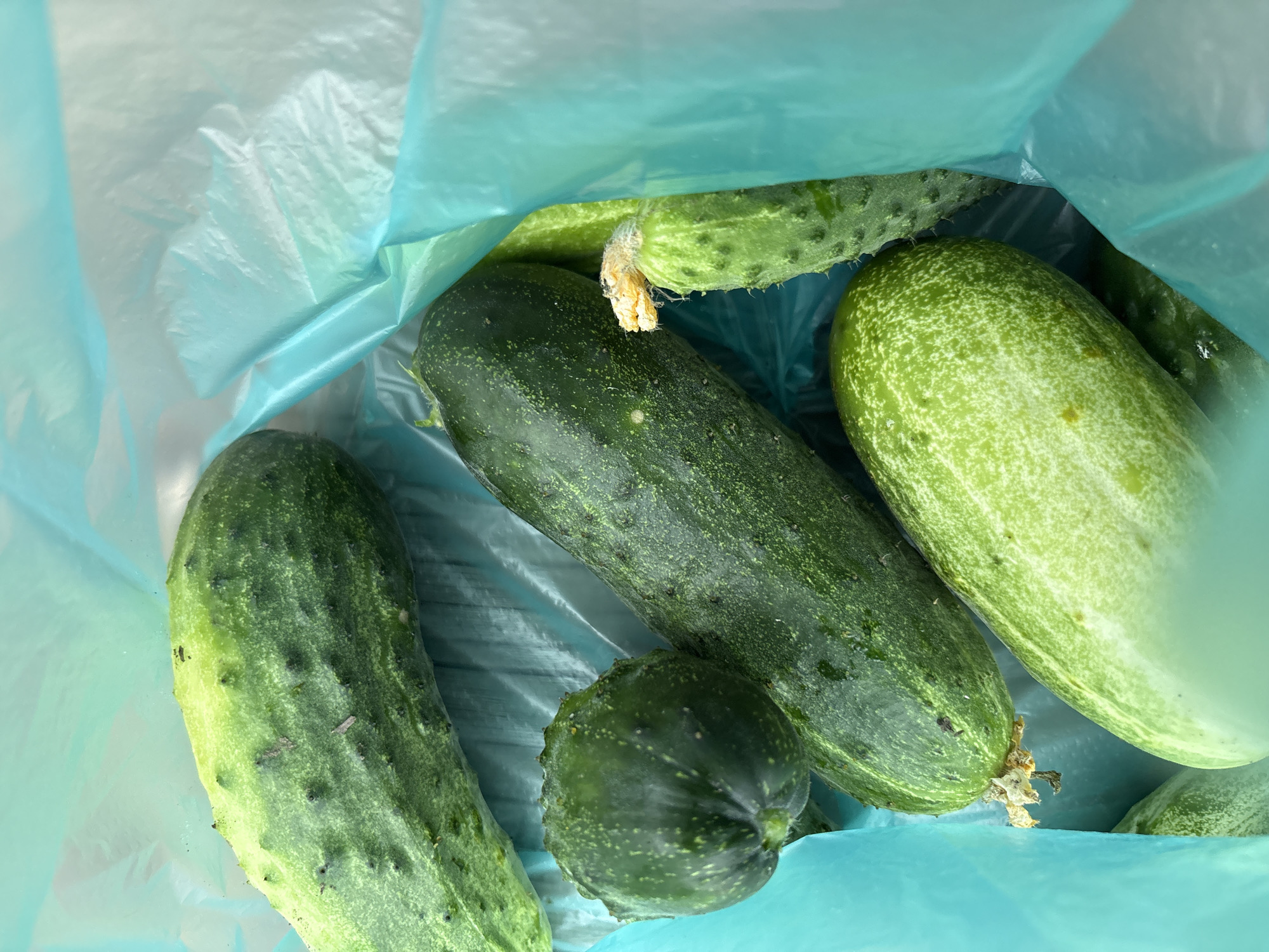 The image shows a close-up view of several cucumbers, some with attached flowers, inside a bright blue plastic bag. The cucumbers vary in size and ripeness, with some exhibiting a darker green hue and others a lighter green with white speckles. The bag appears to be made of thin, crinkled plastic, possibly a grocery bag. The cucumbers are arranged in a natural, organic manner, suggesting they have recently been harvested or purchased. The lighting is bright and direct, casting subtle shadows on the cucumbers and the bag. The overall impression is one of fresh produce, possibly from a garden or a local market. The image does not contain any information about the city of Siniy Gay, Russia, nor does it depict any people or specific actions.