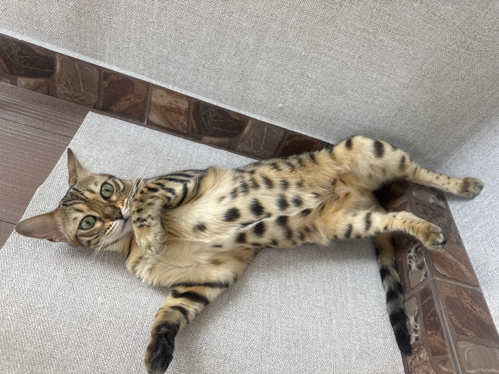 A Bengal cat is lying on its back on a light gray textured surface, with its paws extended. The cat has distinctive spotted fur and green eyes. The background features a textured wall with a decorative border resembling bricks. A sliver of dark brown wooden flooring is visible along the bottom edge of the image. The scene appears to be indoors, likely in a residential setting within Partenit, Ukraine, though specific location details beyond the city cannot be determined from the image.