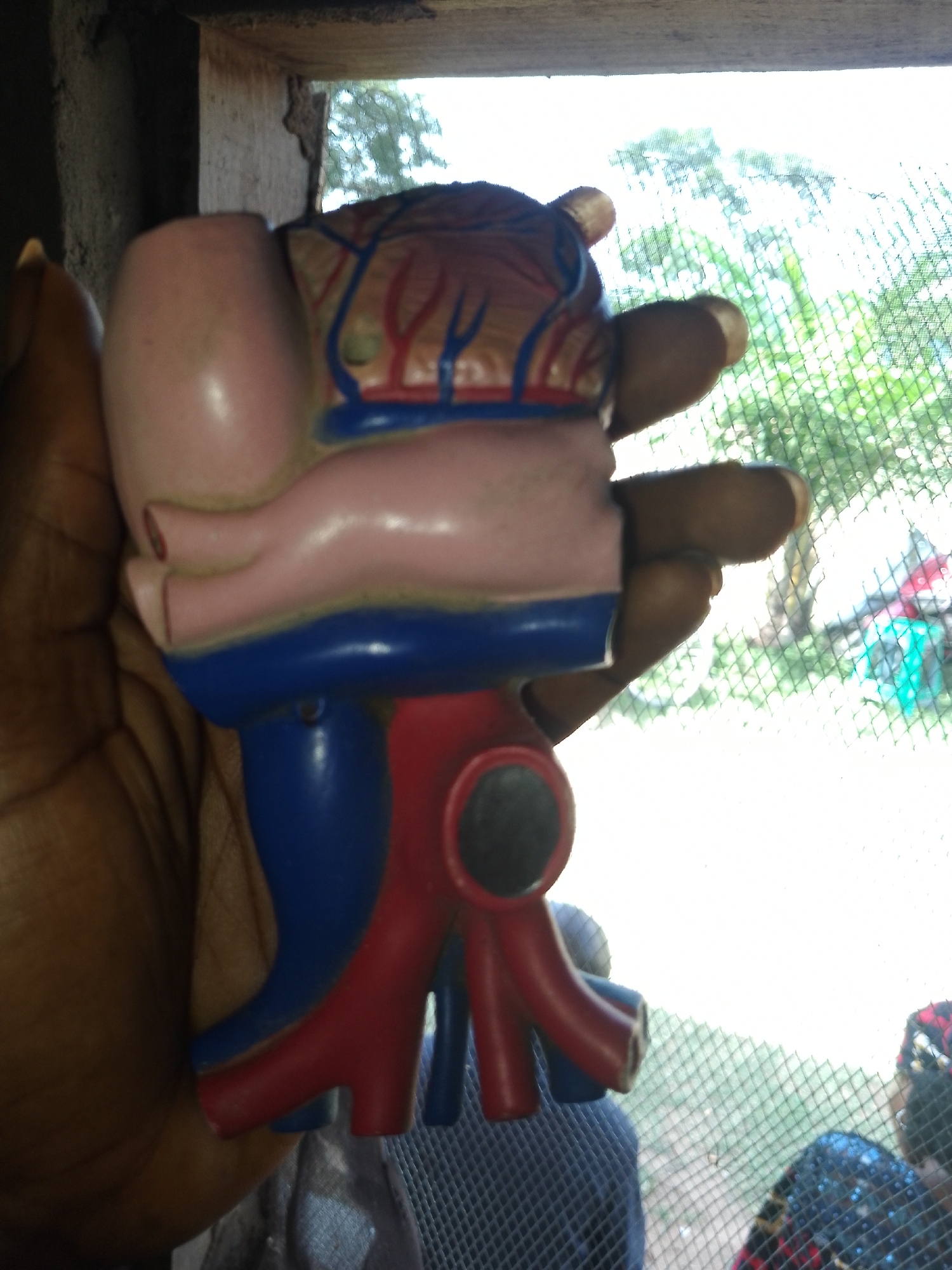 The media file shows a close-up of a human hand holding a model of the human circulatory system. The model is made of plastic and is colored pink, blue, and red to represent different parts of the system. The hand, which appears to be of a person with dark skin, is holding the model in such a way that some of the fingers are visible, supporting the object.
The background suggests an outdoor setting, possibly through a window with a mesh screen. Through the screen, trees and foliage can be seen, indicating it is daytime with bright lighting, possibly sunny. There are also some blurry figures in the background, one of whom is wearing a colorful headwrap and patterned clothing, hinting at a possibly populated area.
The model itself is detailed, showing vessels and what appears to be organ structures. The activity is static; someone is simply holding the model. No specific emotions are conveyed due to the focus on the object and the hand. No visible text is present in the image. The overall impression is one of a demonstration or educational item being presented. The location context provided is Serti, Nigeria.