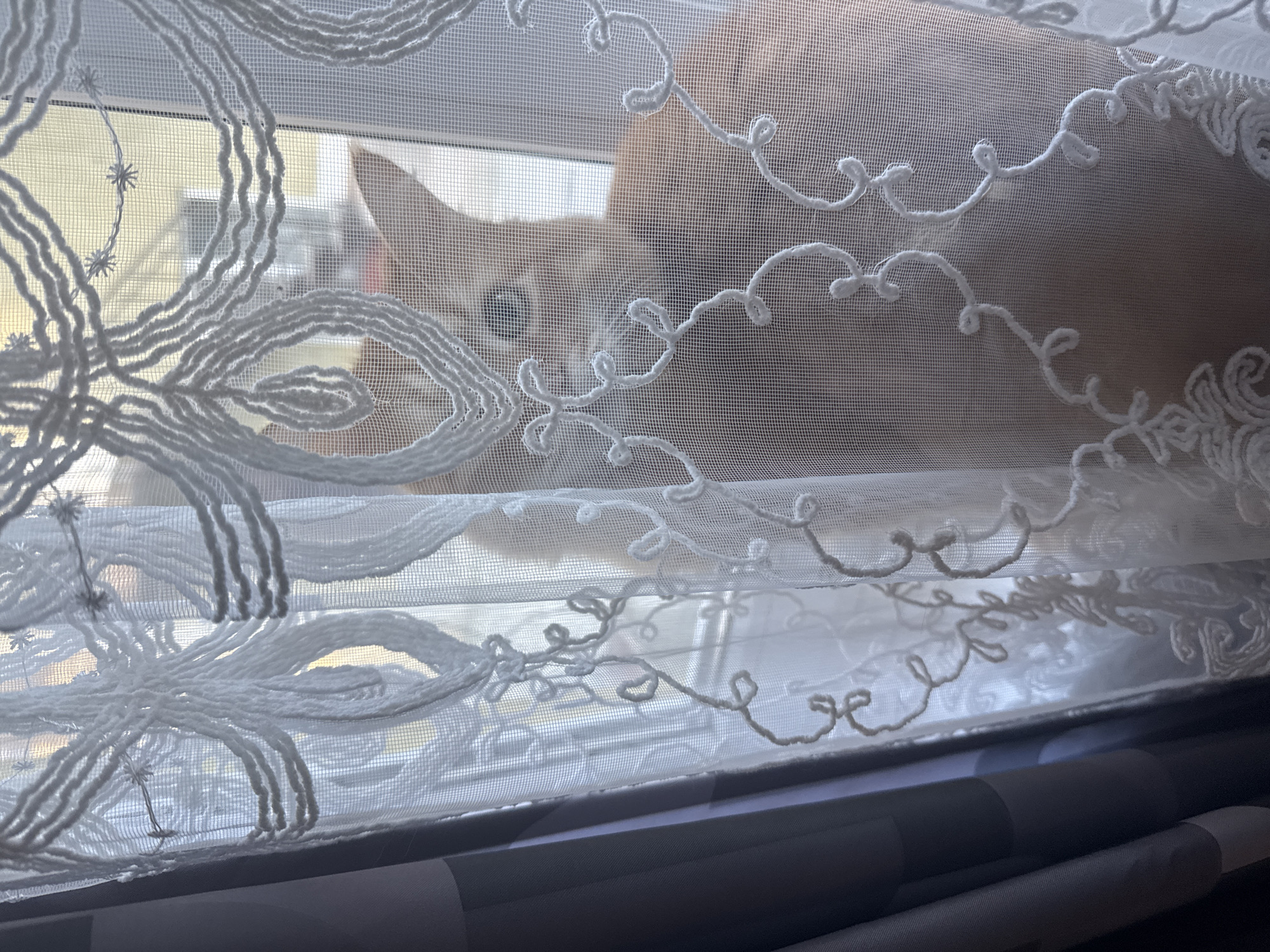 An orange cat peers through a white, lacy curtain and window. The window frame is visible, as are hints of the exterior, suggesting an urban setting. The bottom of the window shows a dark gray material. The location in Sochi, Russia, is not deducible from the image.