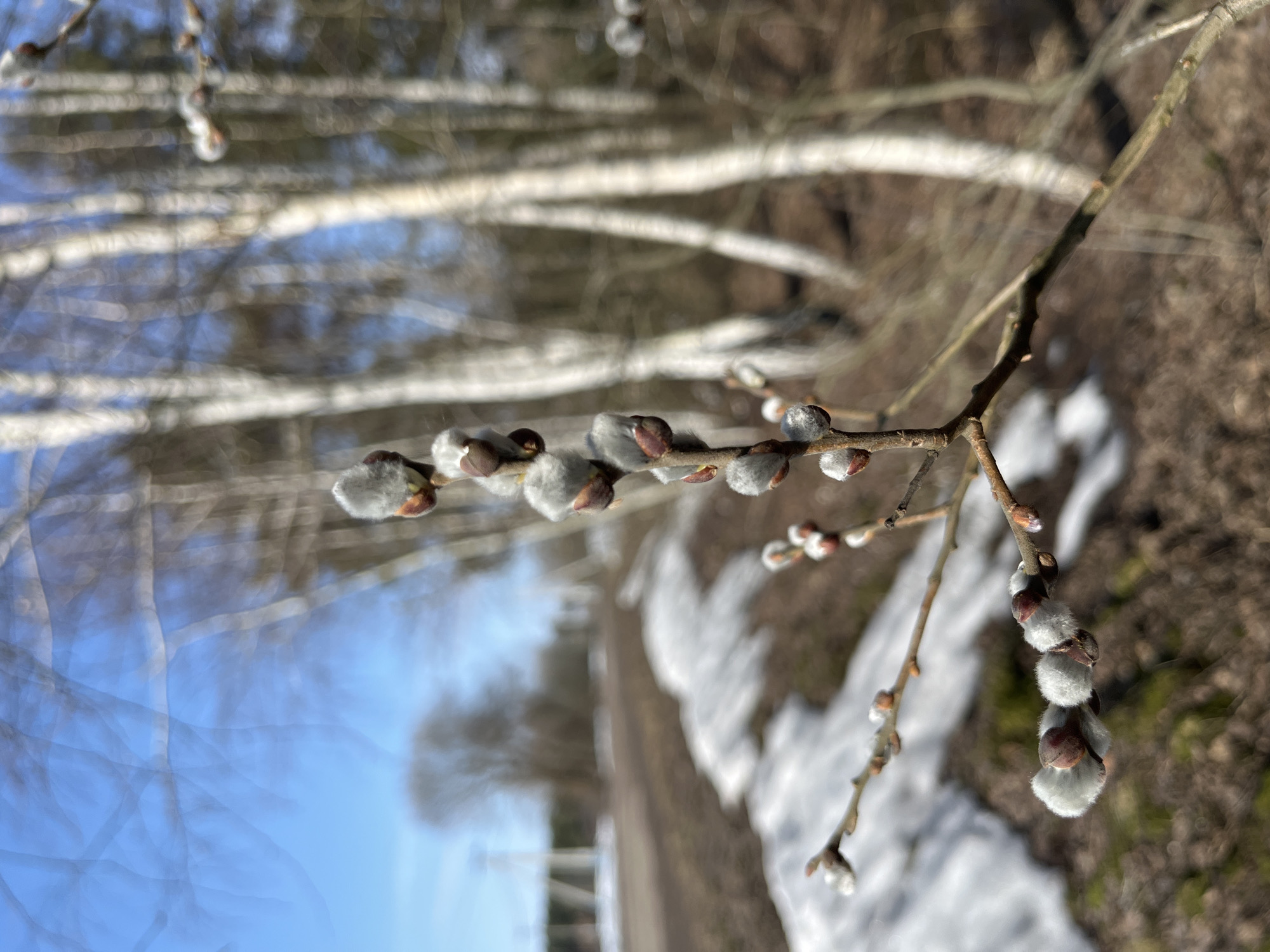The image displays a close-up of a branch with pussy willow catkins set against an out-of-focus rural background, consistent with an early spring scene in the Voronino, Russia area. The primary subject, a woody branch positioned in the foreground, features multiple ovoid, fuzzy grey catkins, many exhibiting reddish-brown bud scales at their bases. These catkins are sharply focused.
In the mid-ground and background, the scene is blurred. To the left, a light-brown dirt or gravel road curves gently, with irregular patches of melting snow visible along its immediate edge on the brown earth. Further along the road, indistinct dark structures, possibly utility poles or bare trees, are discernible. To the right, multiple slender trees with light-colored, likely white, bark stand vertically. A dense line of bare trees forms a blurred horizon line beyond. The upper portion of the image shows a clear, bright blue sky. No people or animals are present.