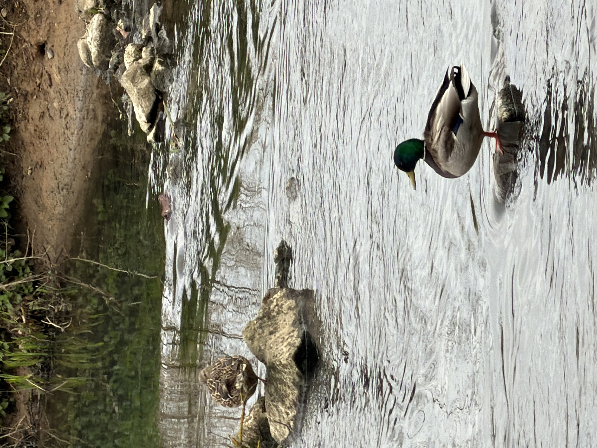 The image depicts a mallard duck standing on a rock in a flowing river. A second duck is perched on a rock near the river bank. The riverbank is lined with vegetation. The location is the city of Esch-sur-Alzette, Luxembourg.
