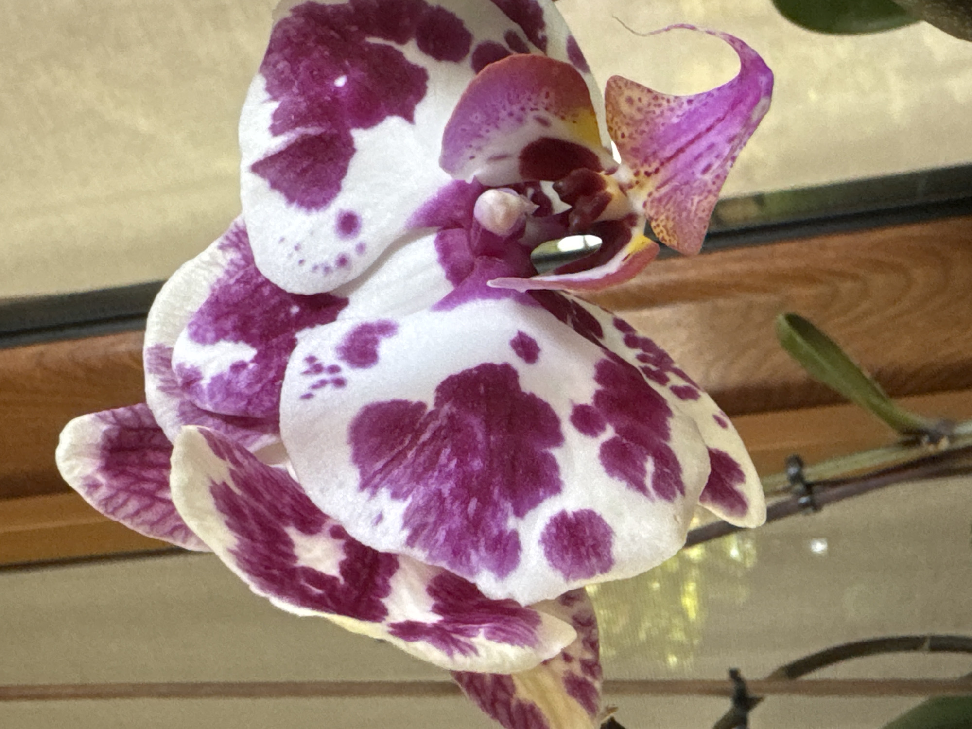 This is a close-up, vertical, eye-level, medium shot of a blooming orchid. The orchid has white petals with irregular splotches of vibrant pink and purple. The central parts of the flower display delicate shades of yellow and pink. The background consists of a textured, light brown wall and a wooden surface, suggesting an indoor setting. The orchid is illuminated by natural light, casting soft shadows. There are no people or animals present in the image. The image is a photograph taken in Veselina, Bulgaria.