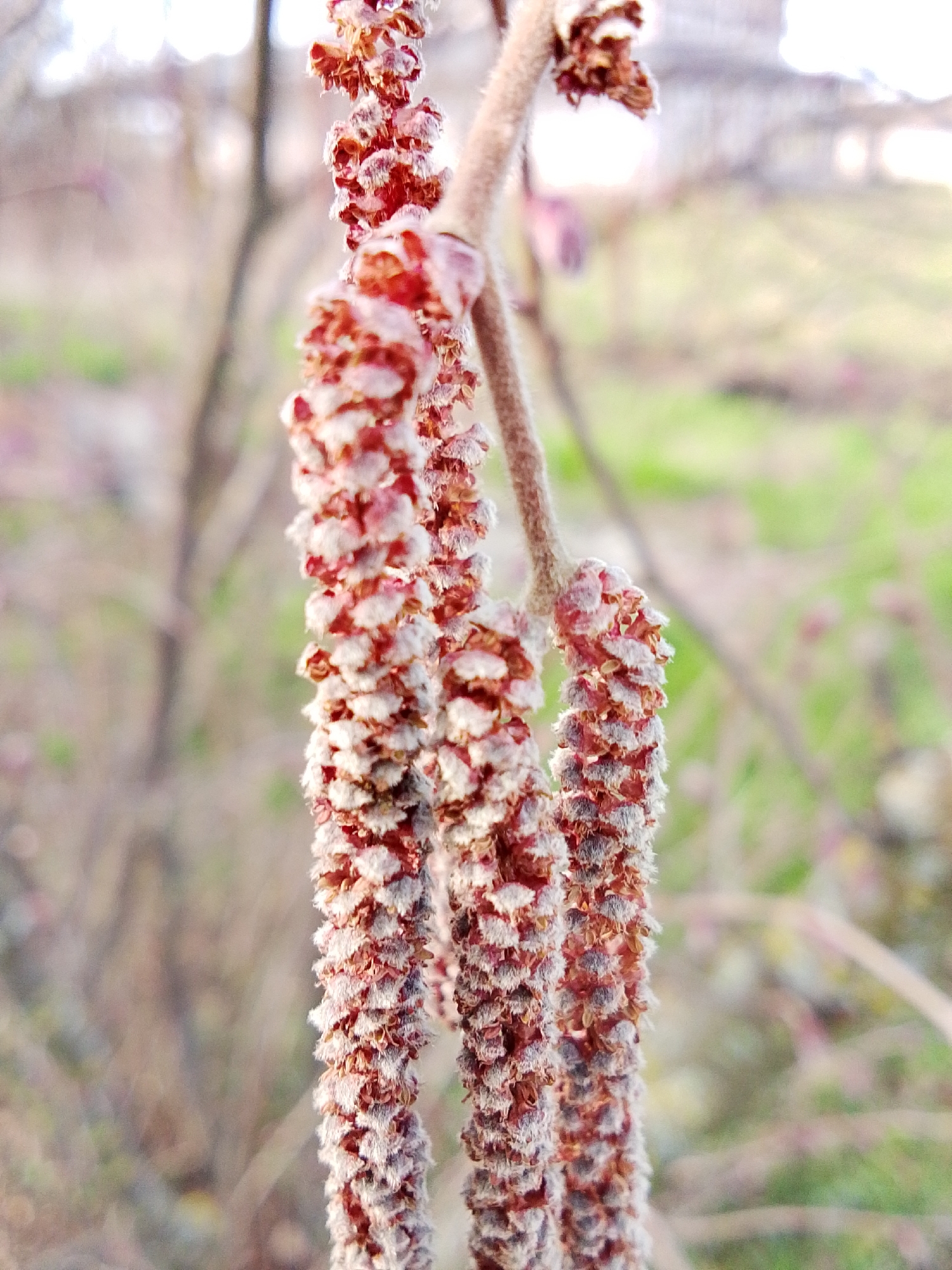 This close-up photograph captures several hanging plant structures, resembling catkins or immature inflorescences, against a softly blurred natural background. The primary subjects are a cluster of reddish-brown, elongated plant formations, each covered in a fine, frosty-white fuzz or hair, giving them a textured appearance. They are suspended from a thin, fuzzy branch visible at the top. The individual segments making up these structures are distinct, contributing to their scaly or bumpy texture.
The scene is outdoors, with a very shallow depth of field that keeps the plant structures in sharp focus while rendering the background as abstract blurs of light green, pale brown, and white. No people or animals are visible. The lighting suggests daytime, possibly early morning or late afternoon, with a soft, diffused light illuminating the plant and creating gentle highlights on its fuzzy surface. The overall impression is one of natural detail observed closely. There is no visible activity or event taking place, just a static shot of the plant. The fuzzy, possibly frosted appearance of the plant structures could indicate a cold weather environment, common in late winter or early spring in temperate regions like Khlevnoye, Russia. No text is visible in the image.