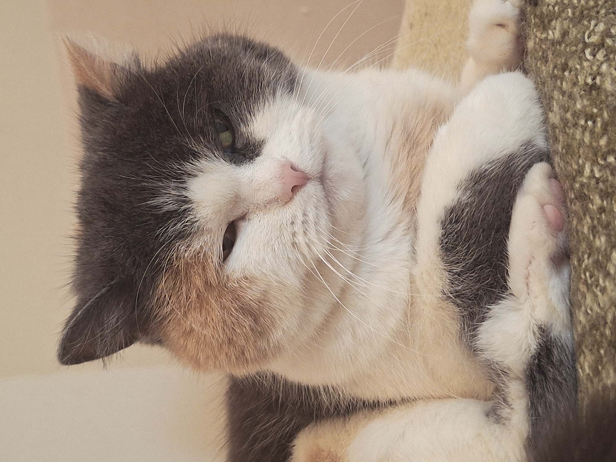 A tri-color cat with grey, white, and tan fur is lying down, leaning against a textured, possibly sisal-covered surface. The cat is facing left and has its eyes partially closed as if it is sleepy. The cat's fur has a mottled appearance, and its paws are tucked close to its body. The background is a plain light color. The image does not provide information about the location in the city of Chaikovsky, Russia.