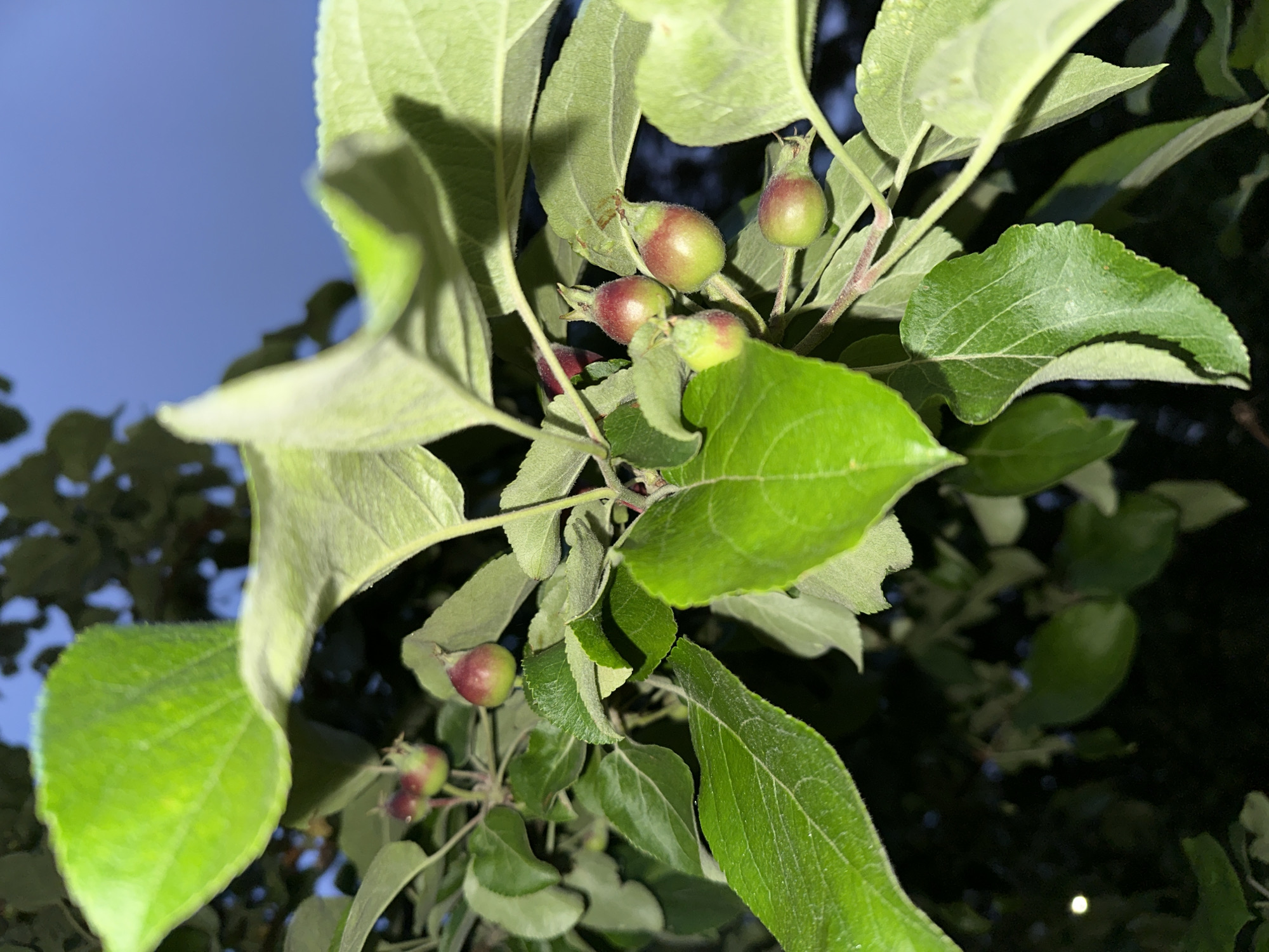 In Askim, Norway, a close-up photograph captures a cluster of young apples on a branch, set against a dark, out-of-focus background of foliage and a twilight sky. The apples, varying in color from green to reddish-purple, are small and have a slightly fuzzy texture. They are interspersed with vibrant green leaves, some of which are sharply in focus, revealing their veins and texture, while others are blurred. The lighting suggests it is dusk or early morning, with the ambient light highlighting the fruits and leaves. The overall impression is one of nature's early growth, with the developing apples promising future fruit.